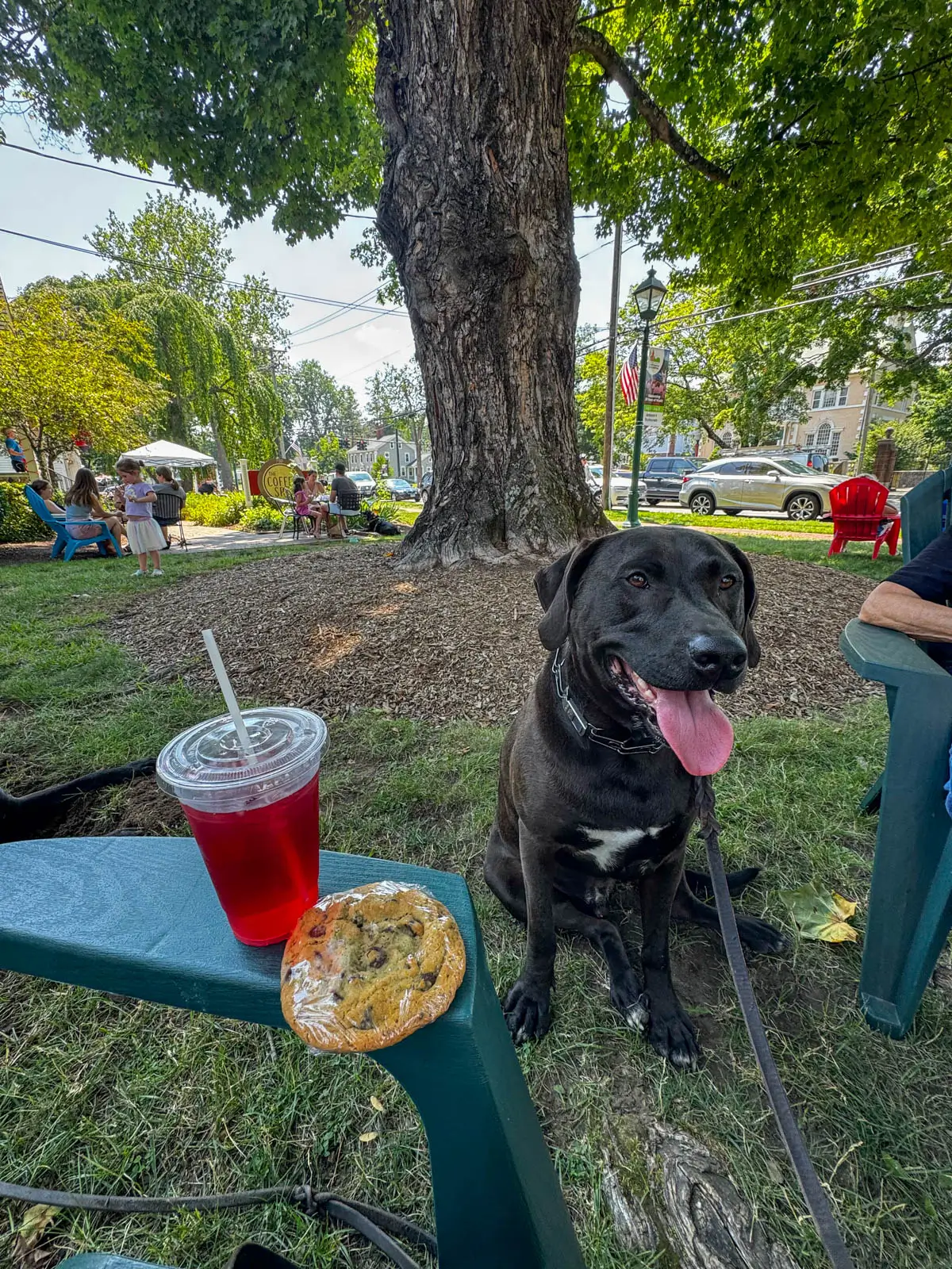 brown dog sitting outside with his tongue out and a green adirondack chair next to him with an iced tea and cookie on the arm of the chair.