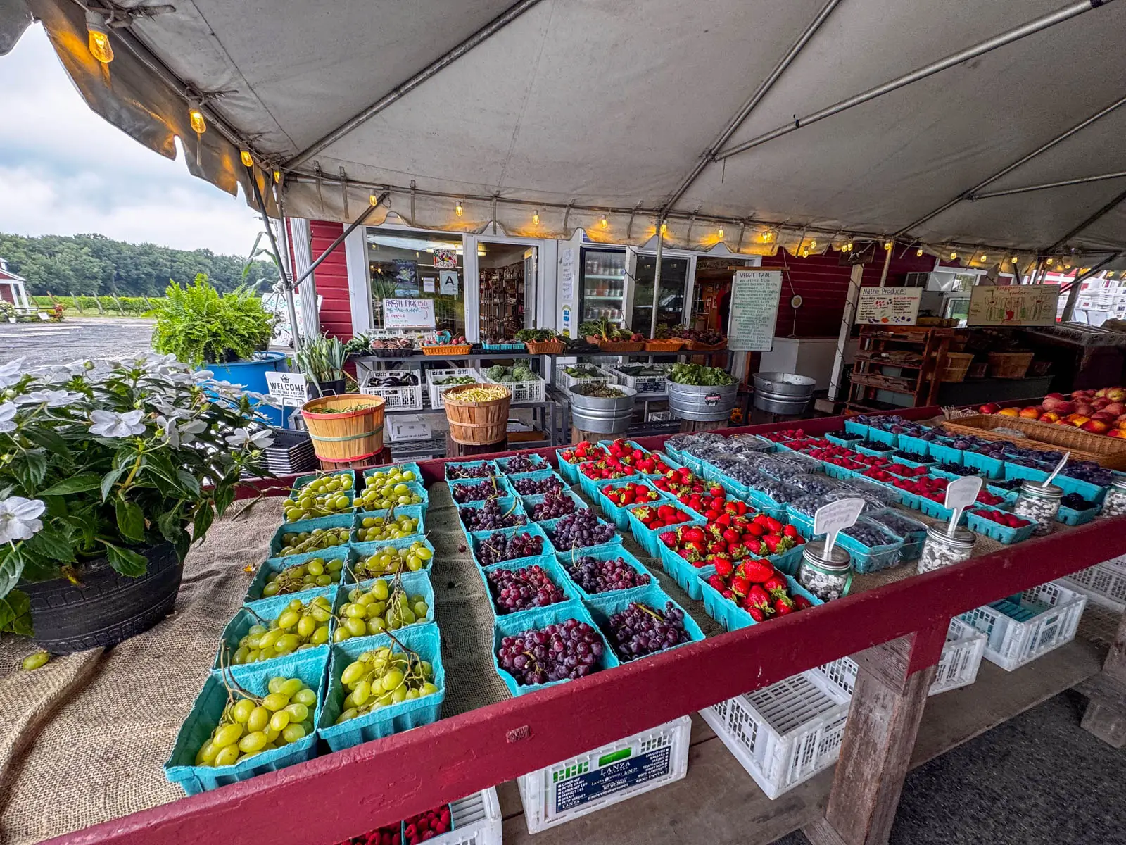 array of fresh produce outside of a farm store in simsbury with cartons of green grapes, purple grapes, strawberries, and blueberries.