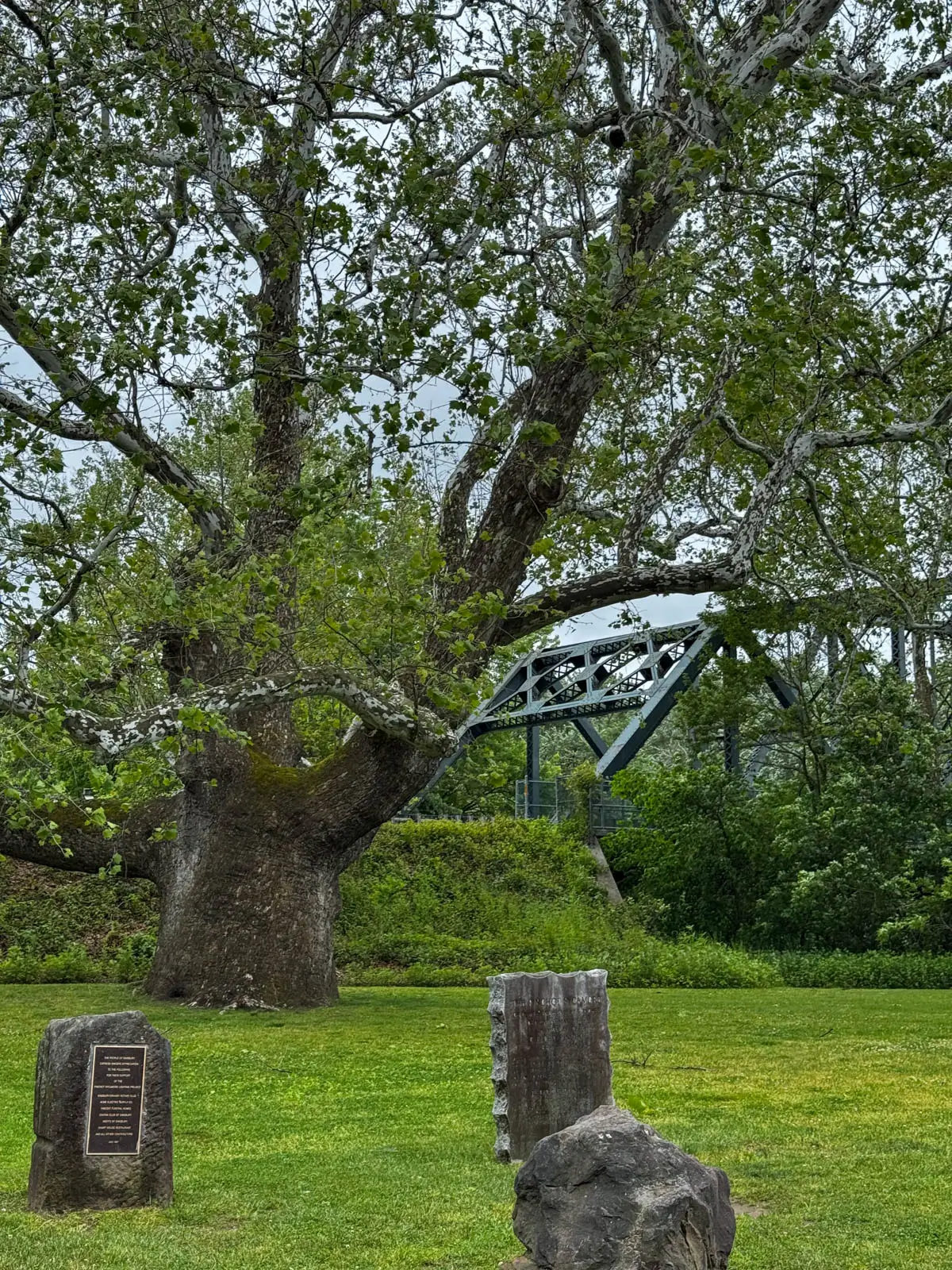 large sycamore tree with green leaves.