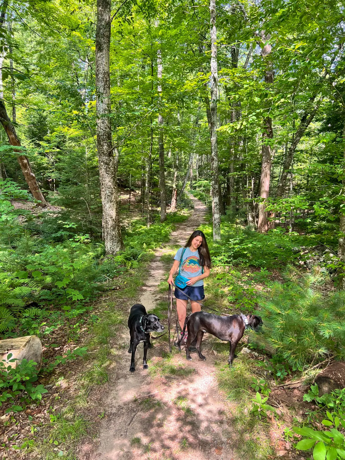 woman in blue t-shirt walking two big brown and black dogs on a trail in simsbury connecticut on a summer day with tall green trees.
