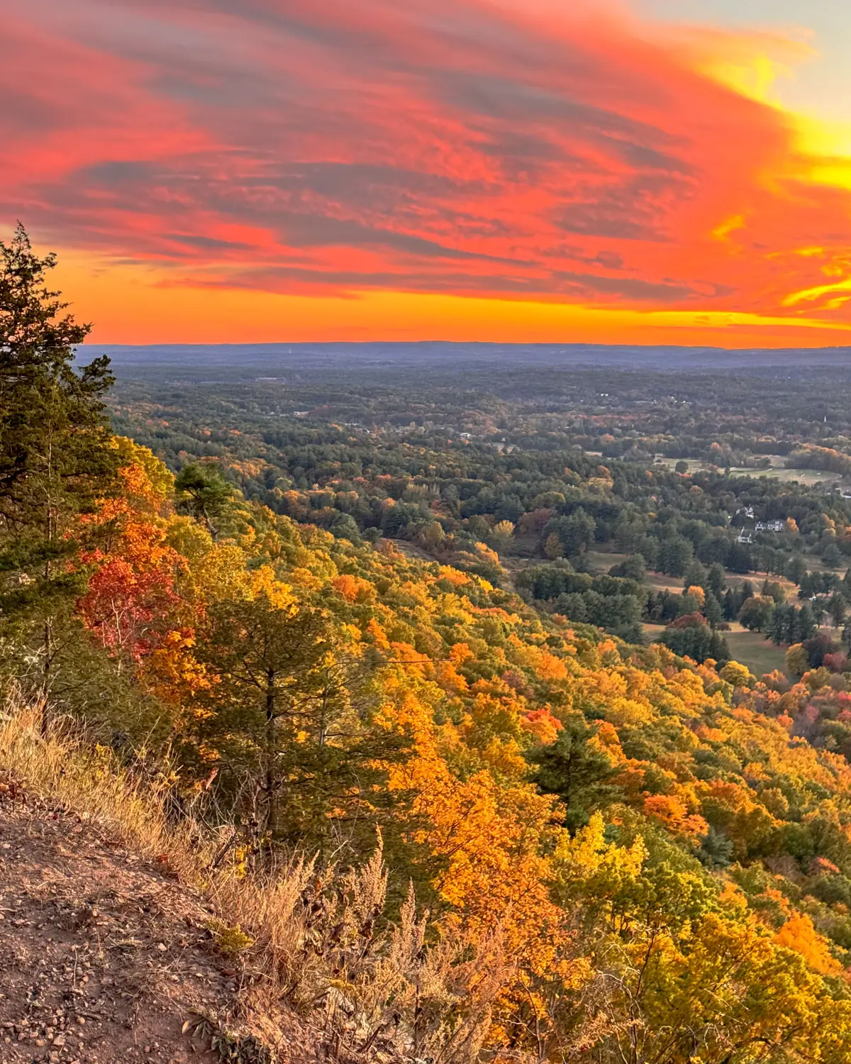 view of sunset with swirly pink clouds in the sky and autumn covered leaves below.