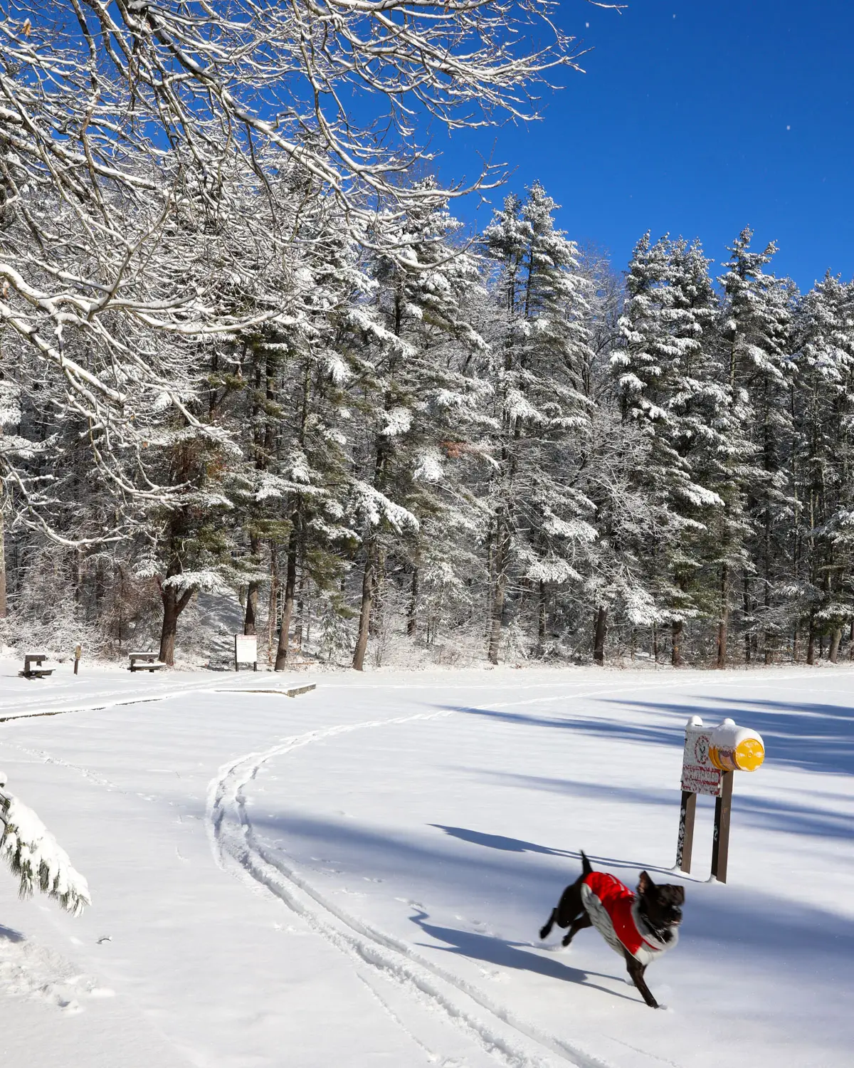 brown dog with red jacket running in snow with snowy pine trees behind him at stratton brook park.