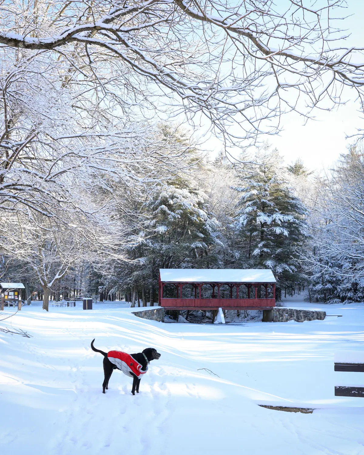 red covered bridge at stratton brook state park in simsbury with black dog in red snow jacket standing in front of it.