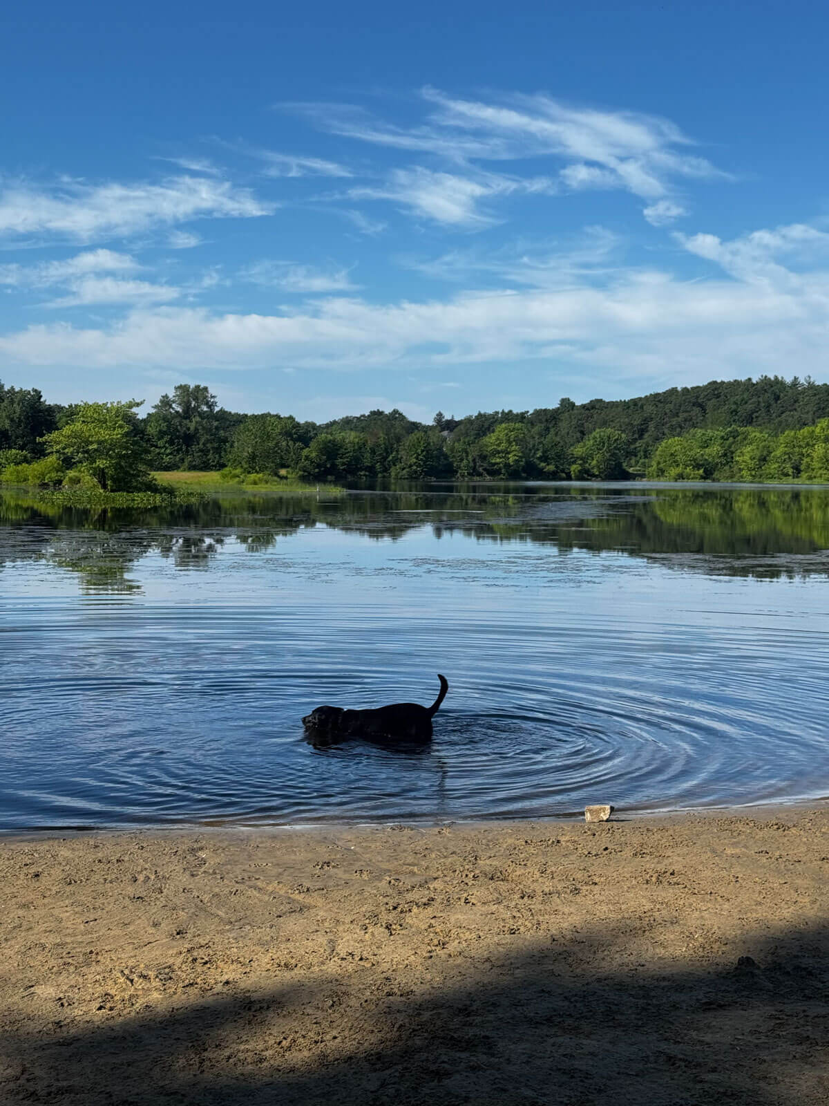 black dog swimming in the water at nodbrook wildlife in simsbury.