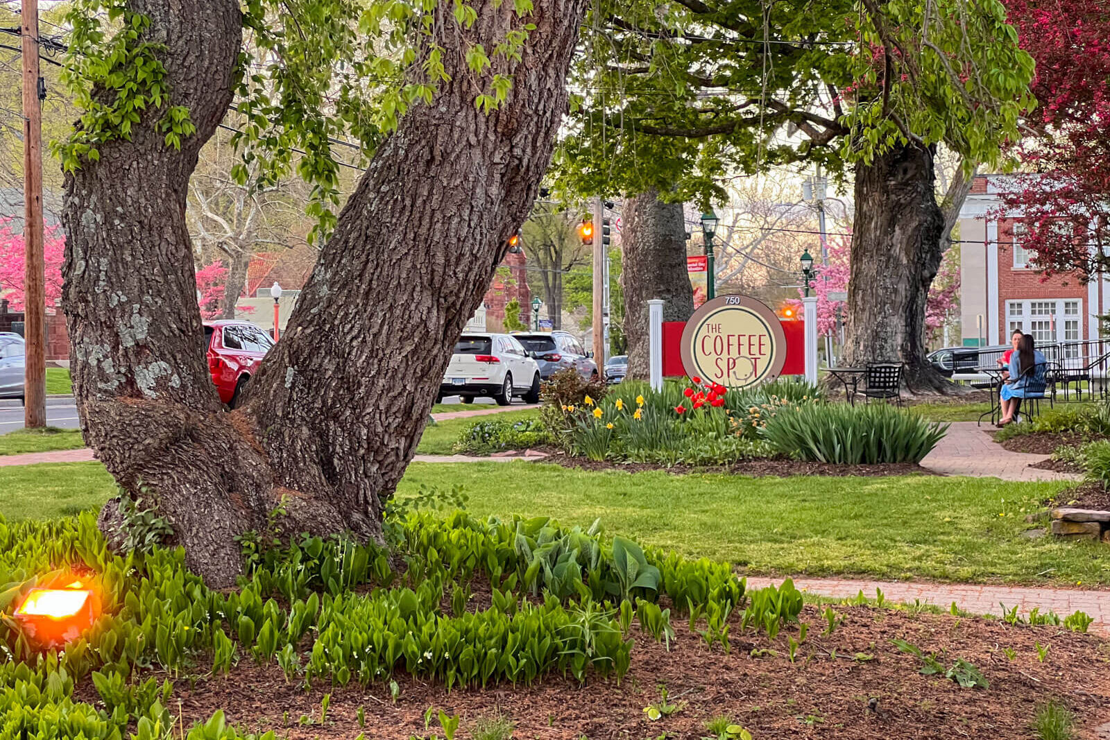 outside of the cofffee spot in simsbury with big oak tree on the left and a coffee spot sign on the right with a soft morning glow and green grass.
