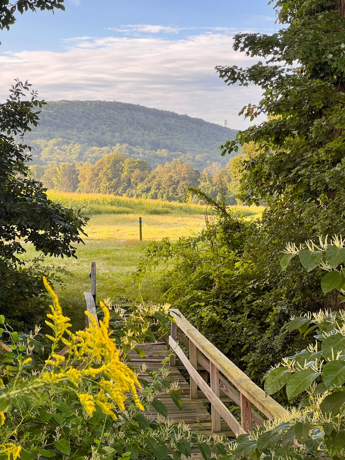 green meadow view with rolling hill in the distance at rosedale farm in simsbury.