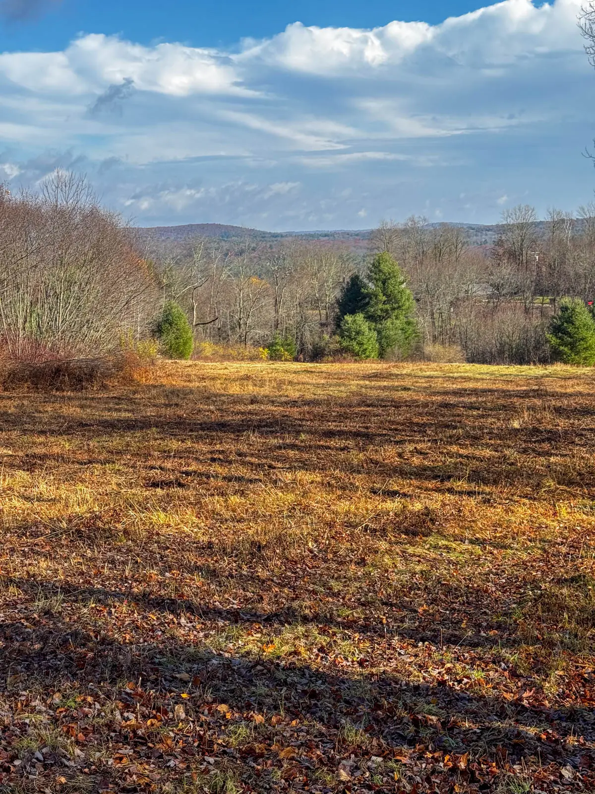 meadow view with bare trees in distance and green pines from a trail at keep homestead museum in monson massachusetts.