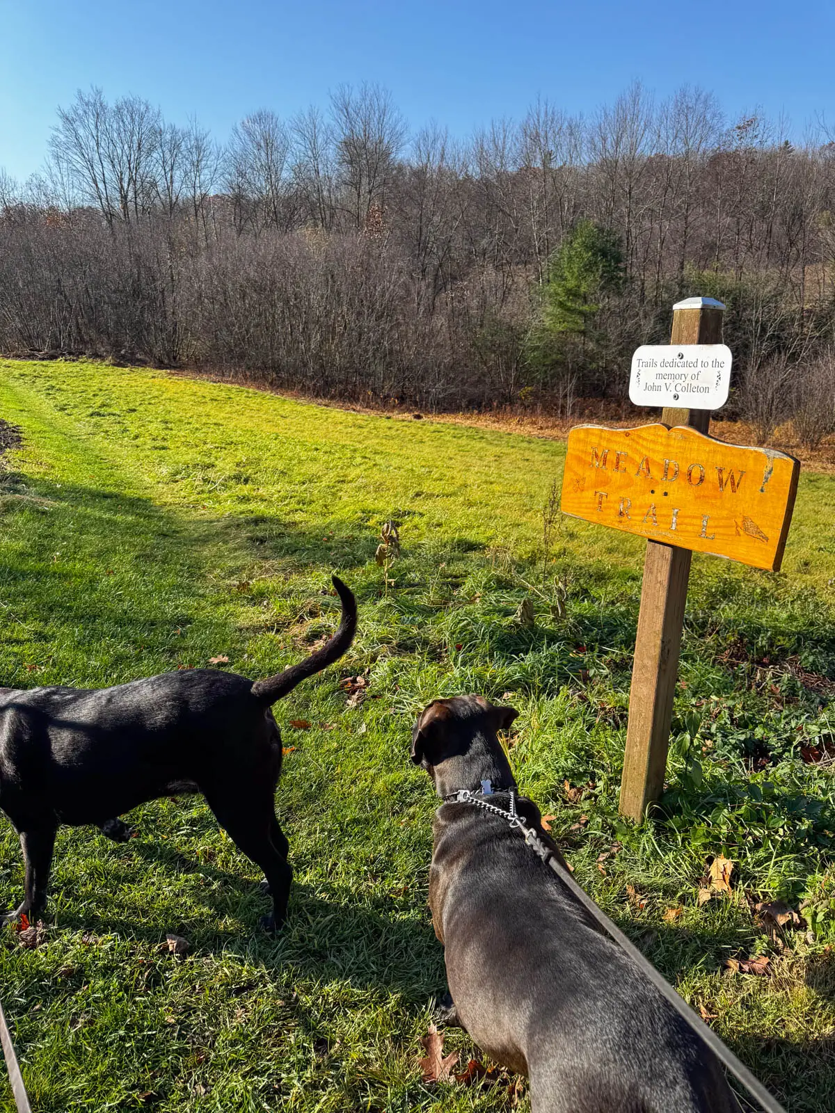 two big black and brown dogs walking along a green meadow lined with bare trees.
