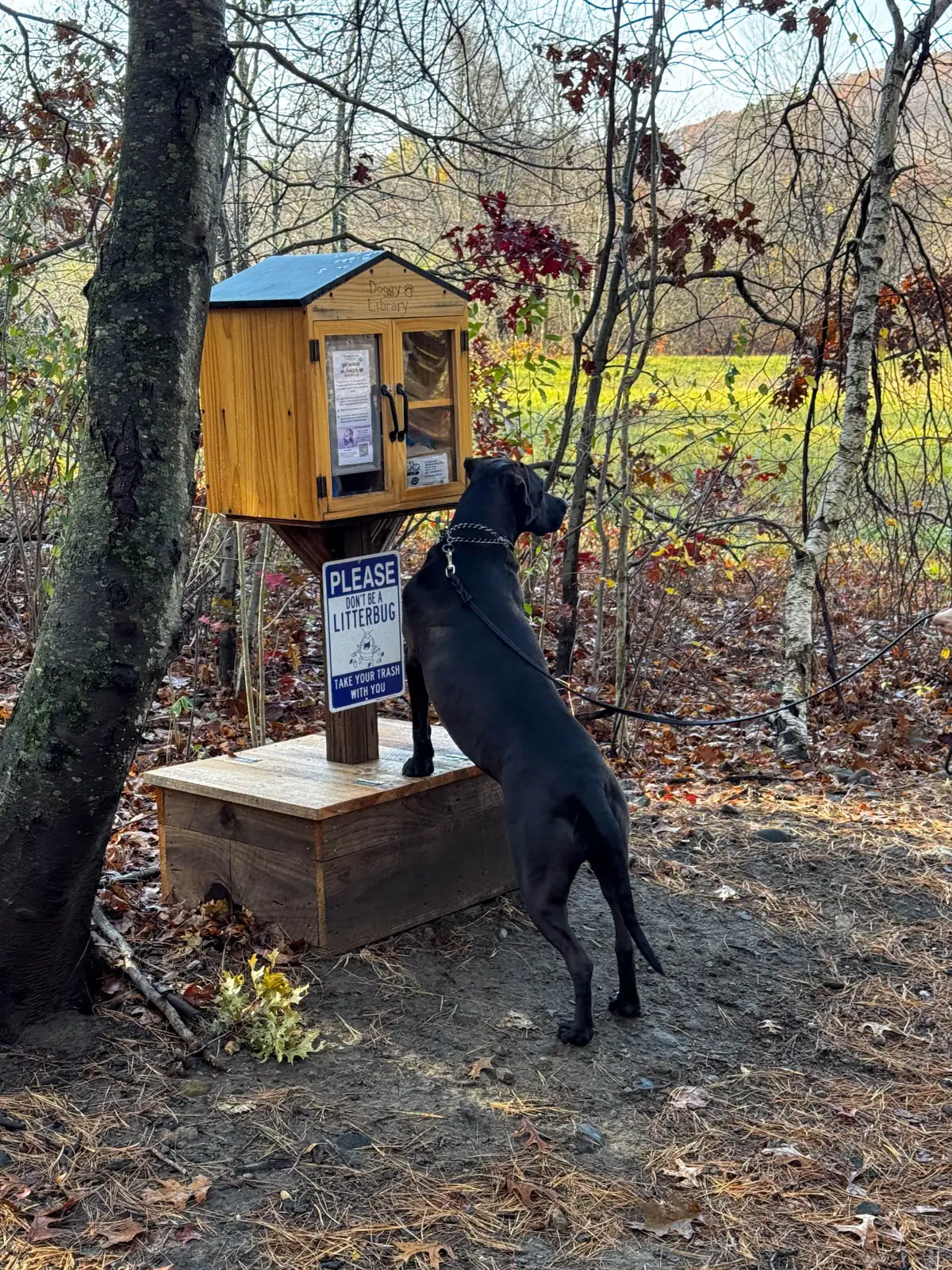 brown dog at trailhead in monson massachusetts at a little doggie library with treats inside.