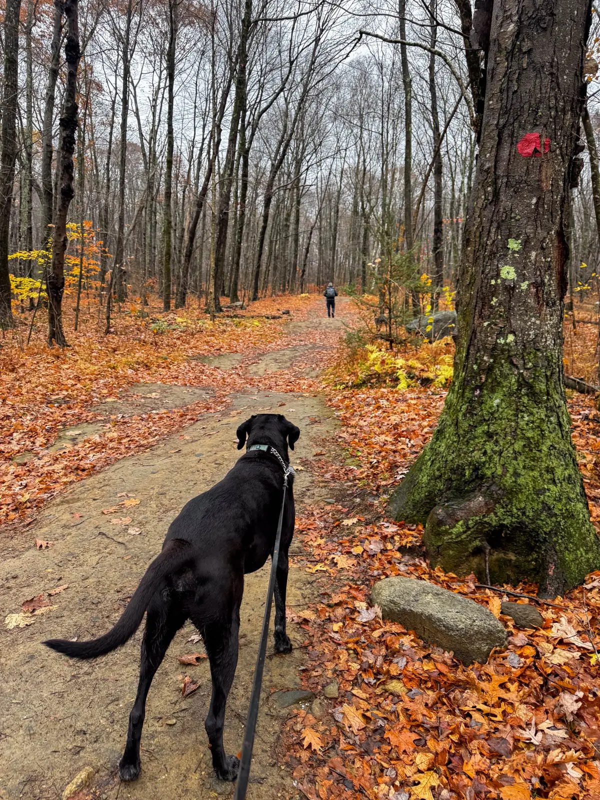 black dog on leash walking up wide path at peaked mountain in monson in late fall with bare trees lining the trail.
