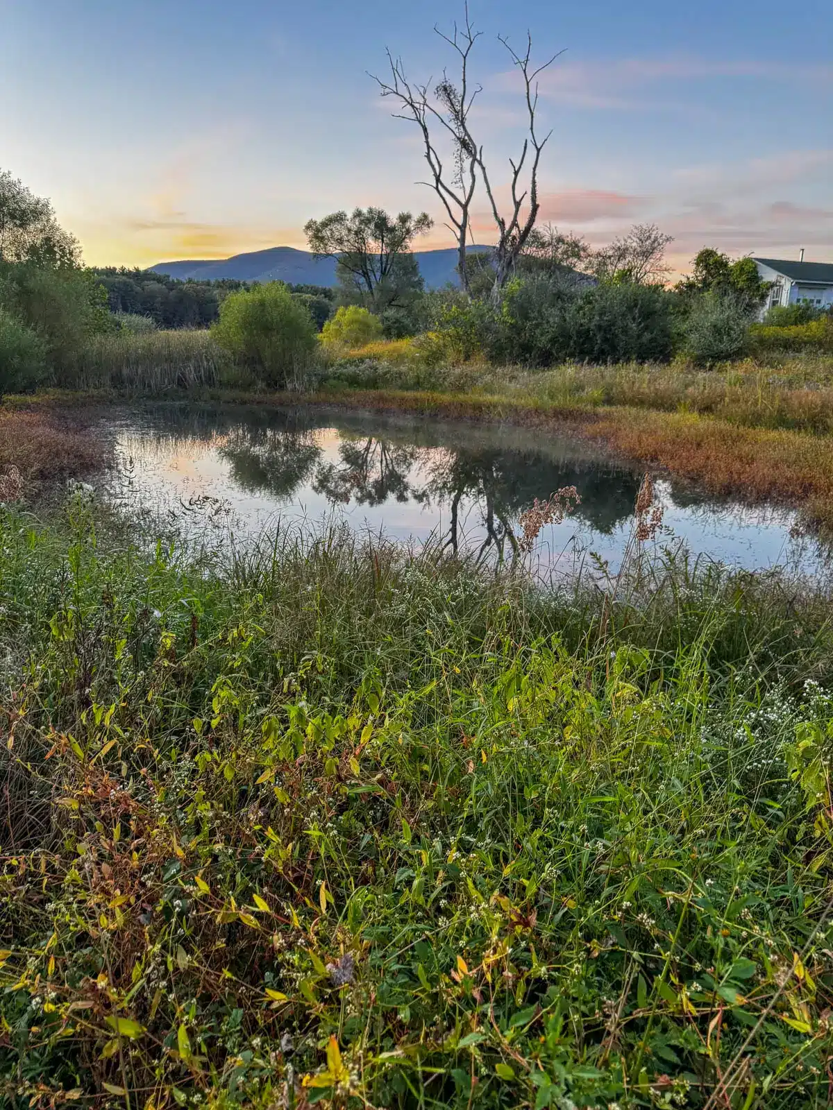 still stream running through thorn preserve with green plants and a mountain range in distance.