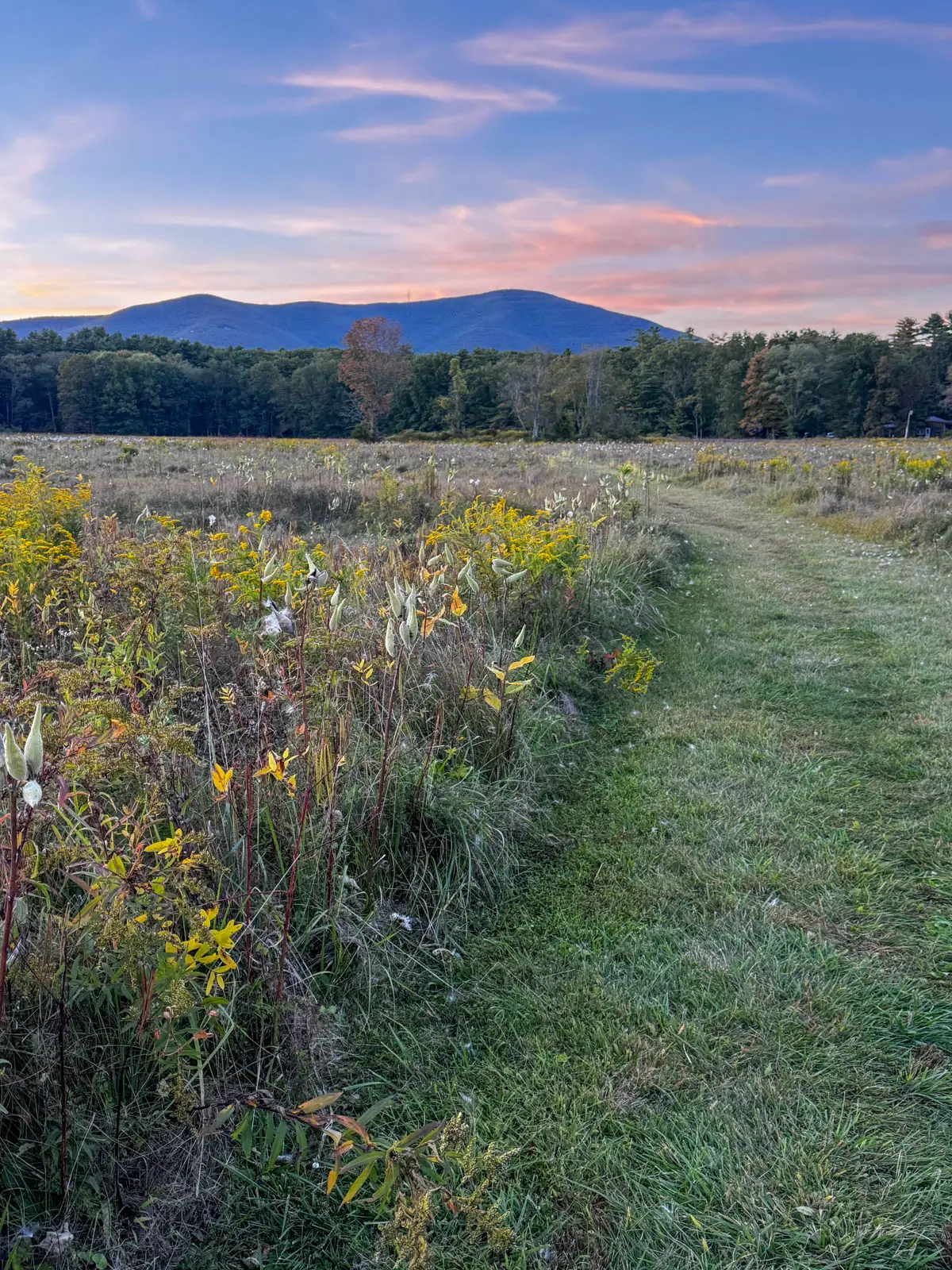 still stream running through thorn preserve with green plants and a mountain range in distance.