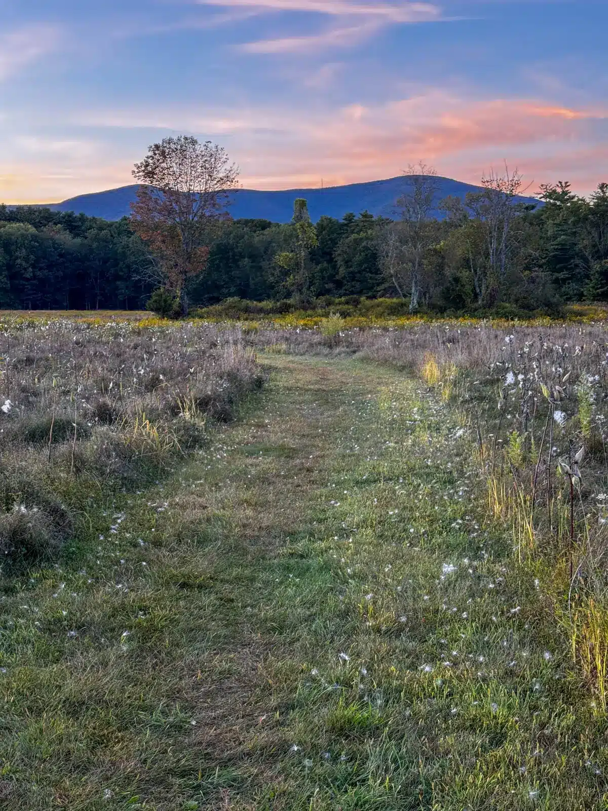 still stream running through thorn preserve with green plants and a mountain range in distance in woodstock new york with pink sunset skies in background.