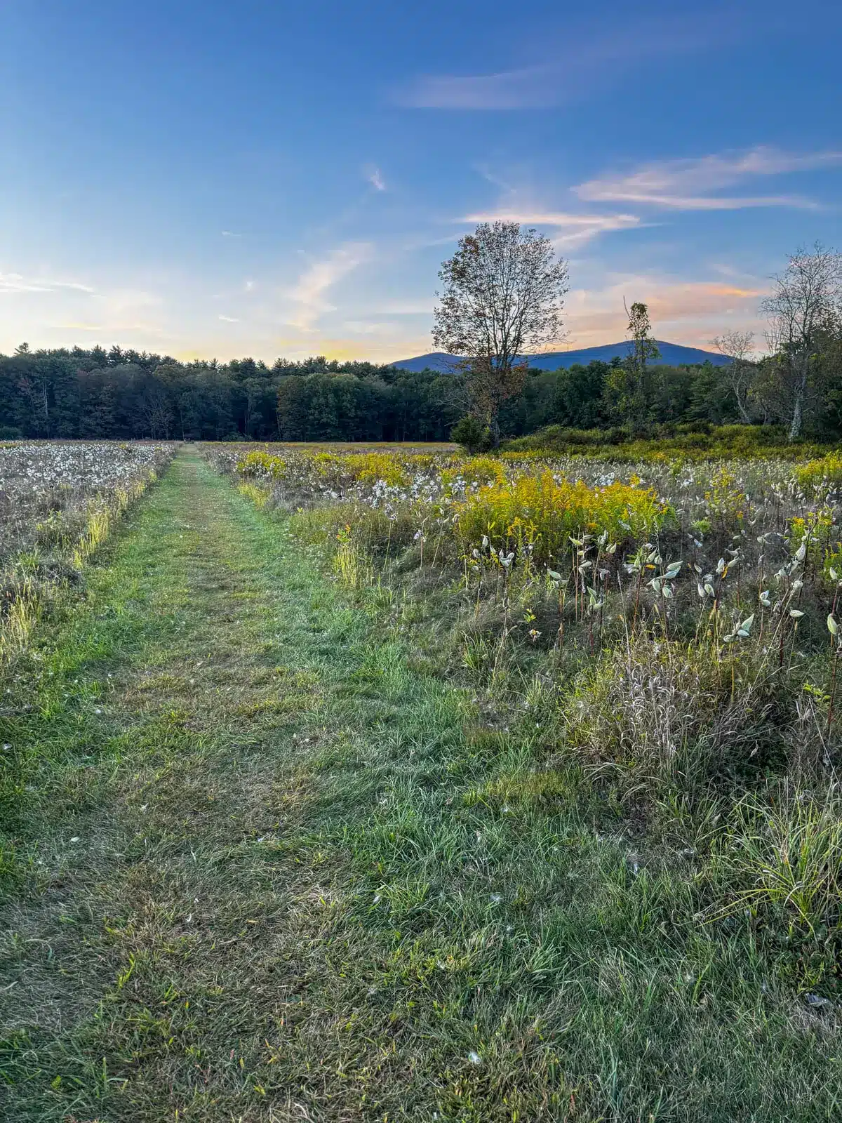 still stream running through thorn preserve with green plants and a mountain range in distance in woodstock new york with pink sunset skies in background.