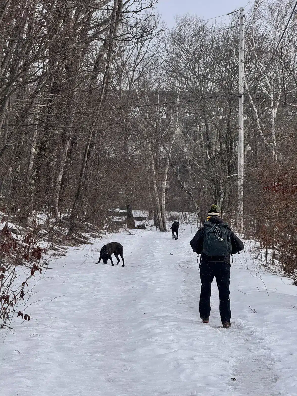 man hiking up wide snowy path with two black dogs at overlook mountain in new york.