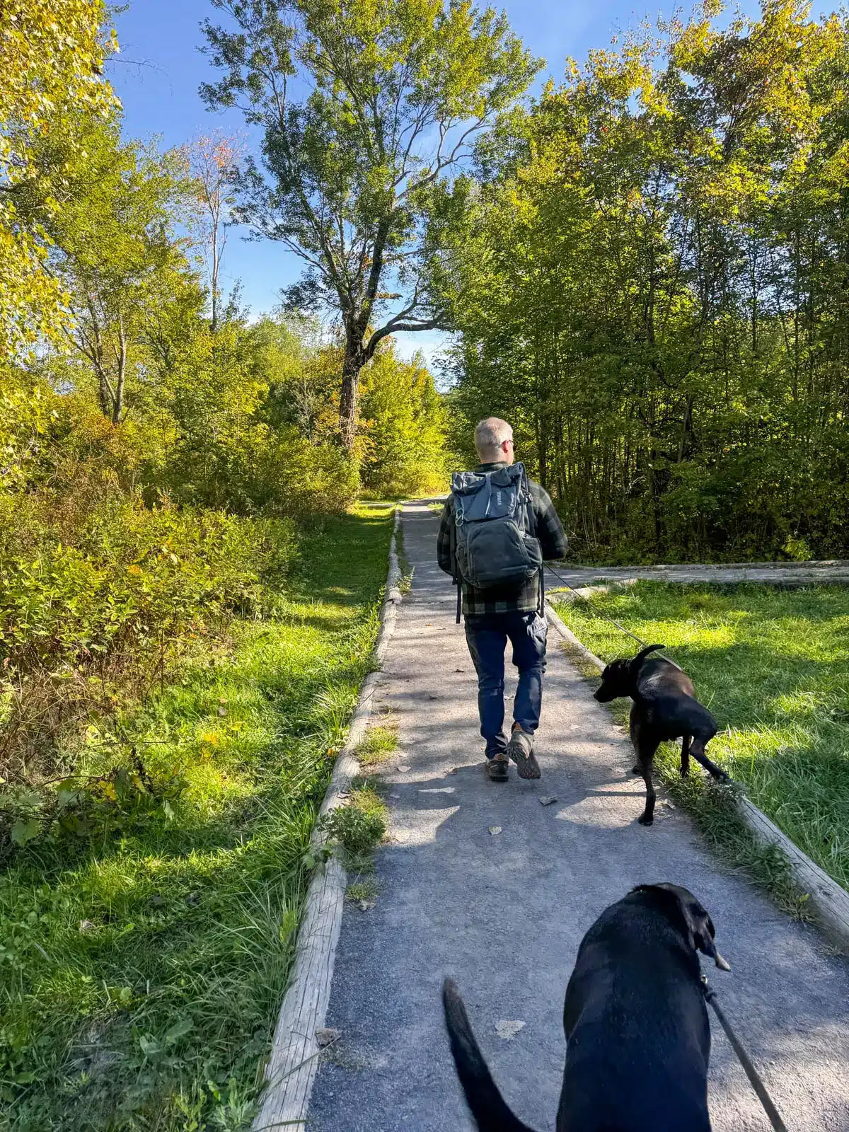 man walking down path with backpack and two dogs at hike in woodstock on a summer day with bright green trees lining the path leading to trailhead.