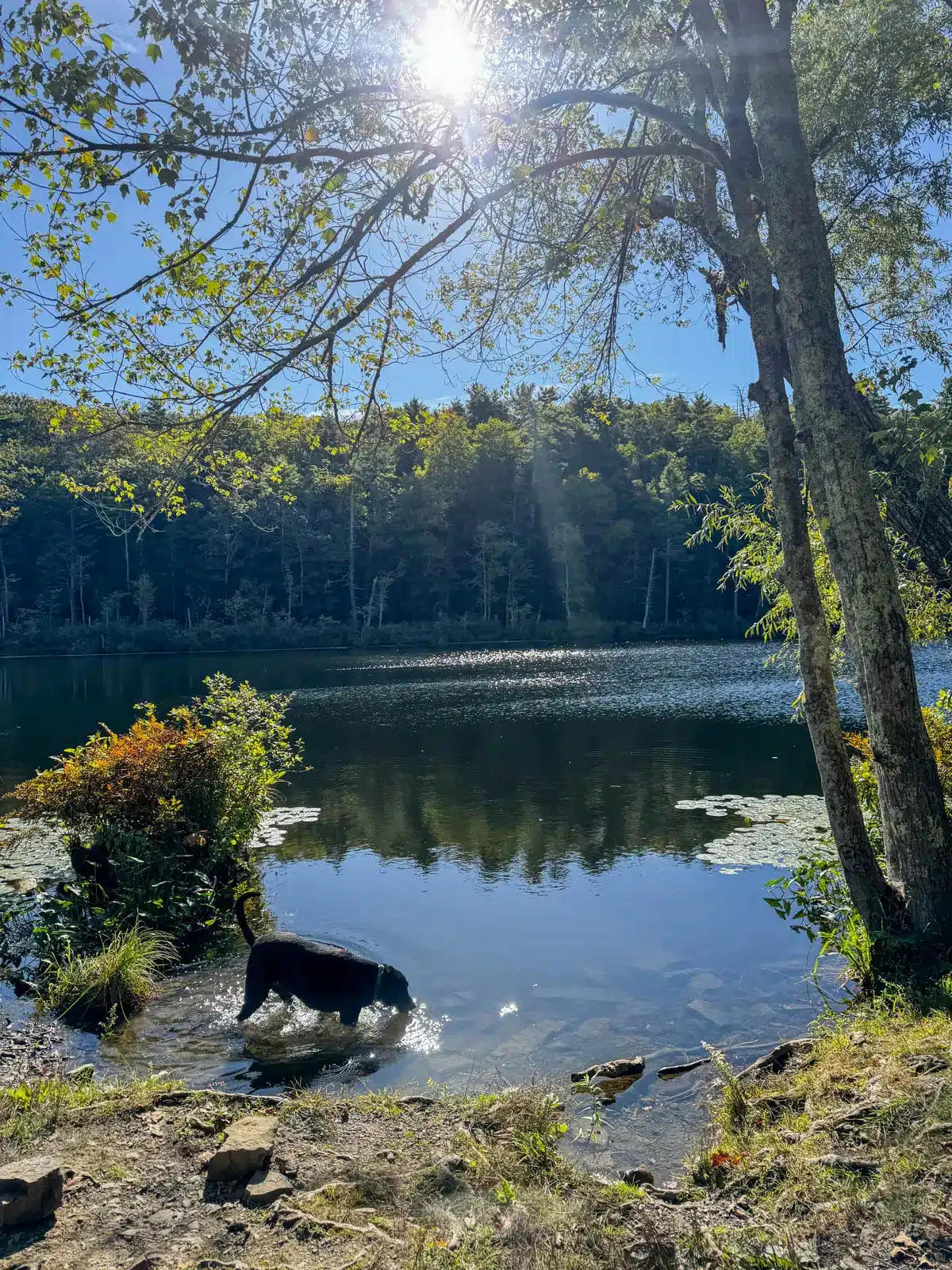 black dog drinking from blue pond at Onteora lake hike on summer day with green trees lining the water and bright sun shining above.