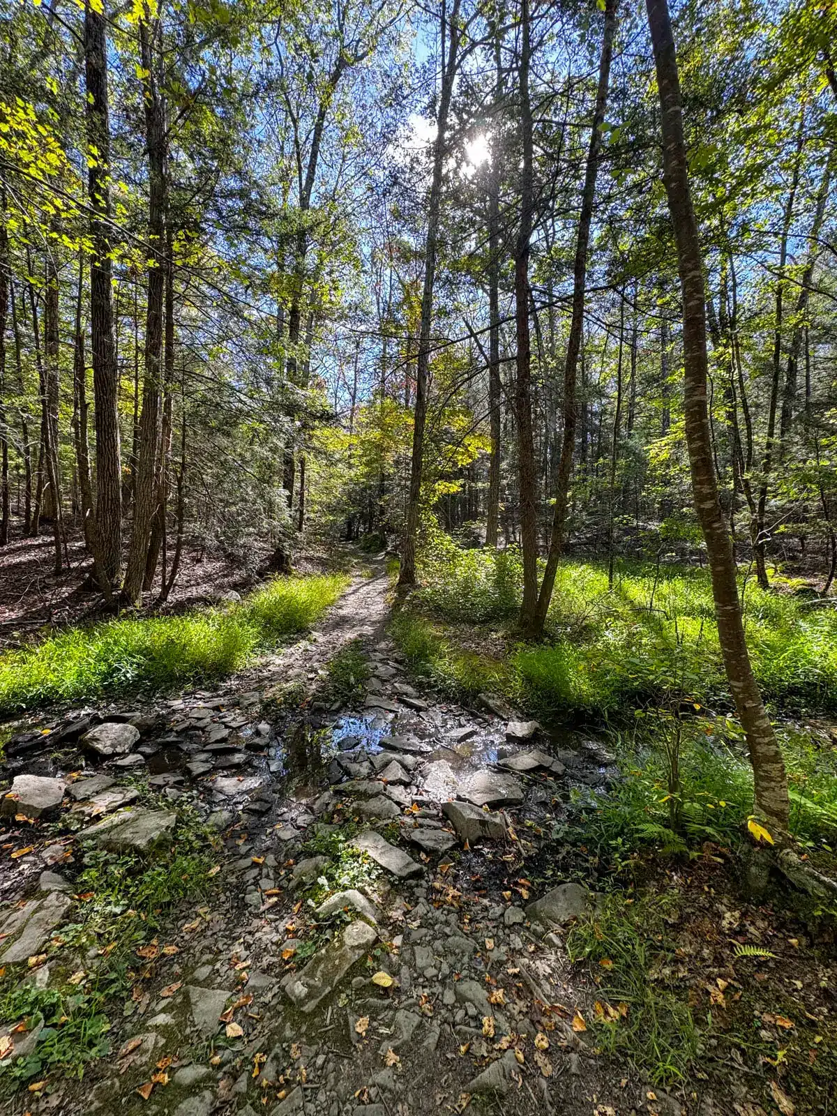 Onteora lake hike on summer day with trail through tall green trees and green grass.