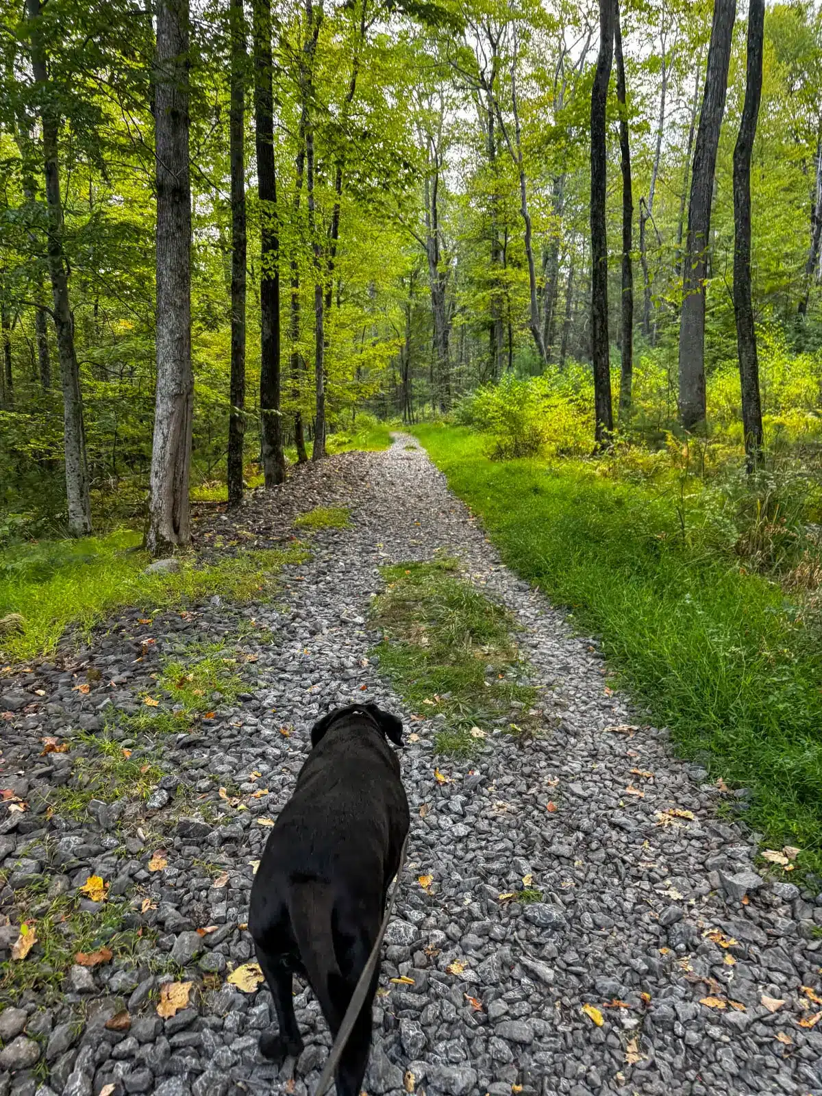 black dog walking along flat gravel path running through green trees in woods.