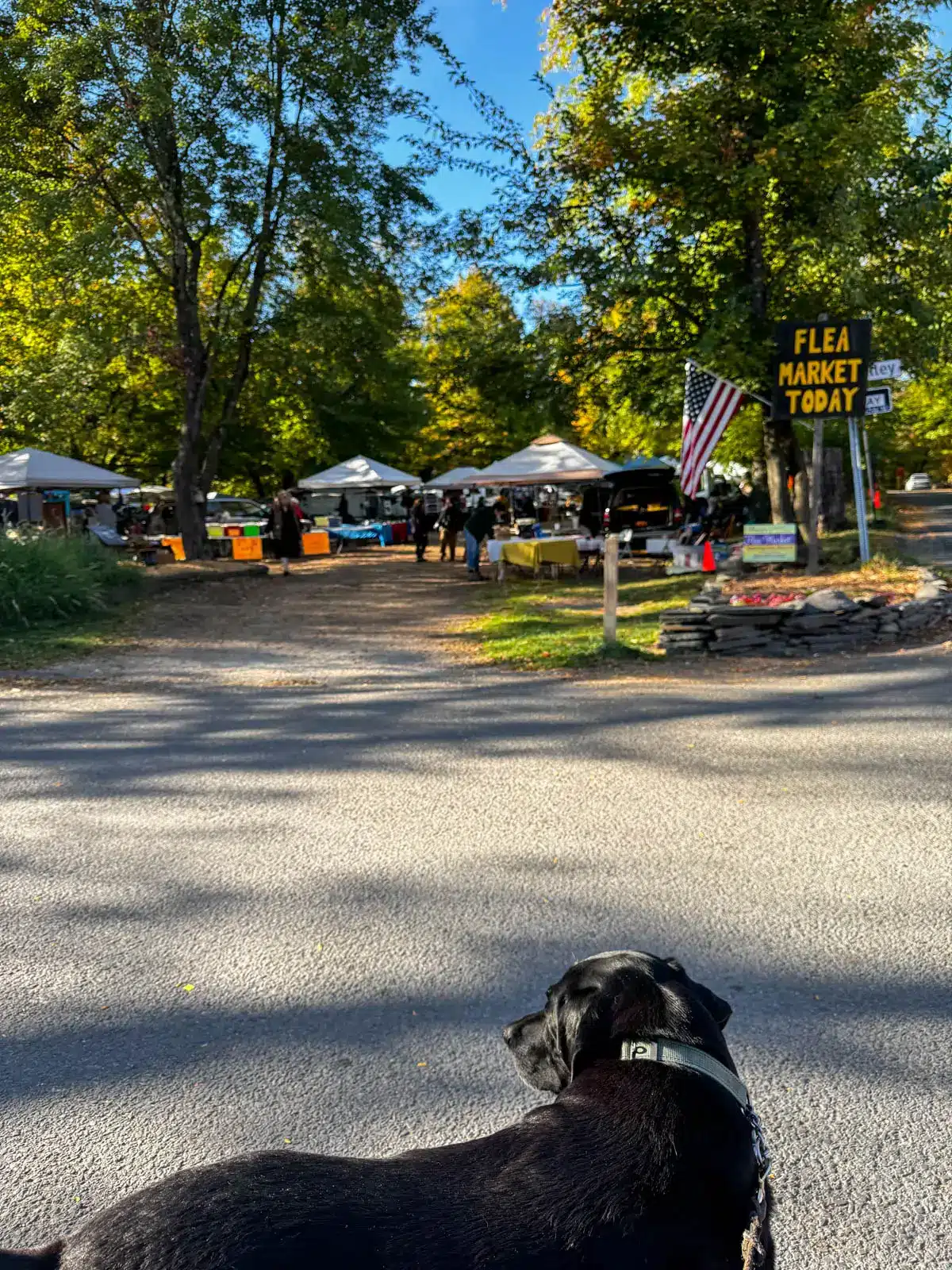 black lab walking on a driveway into a flea market in woodstock new york.