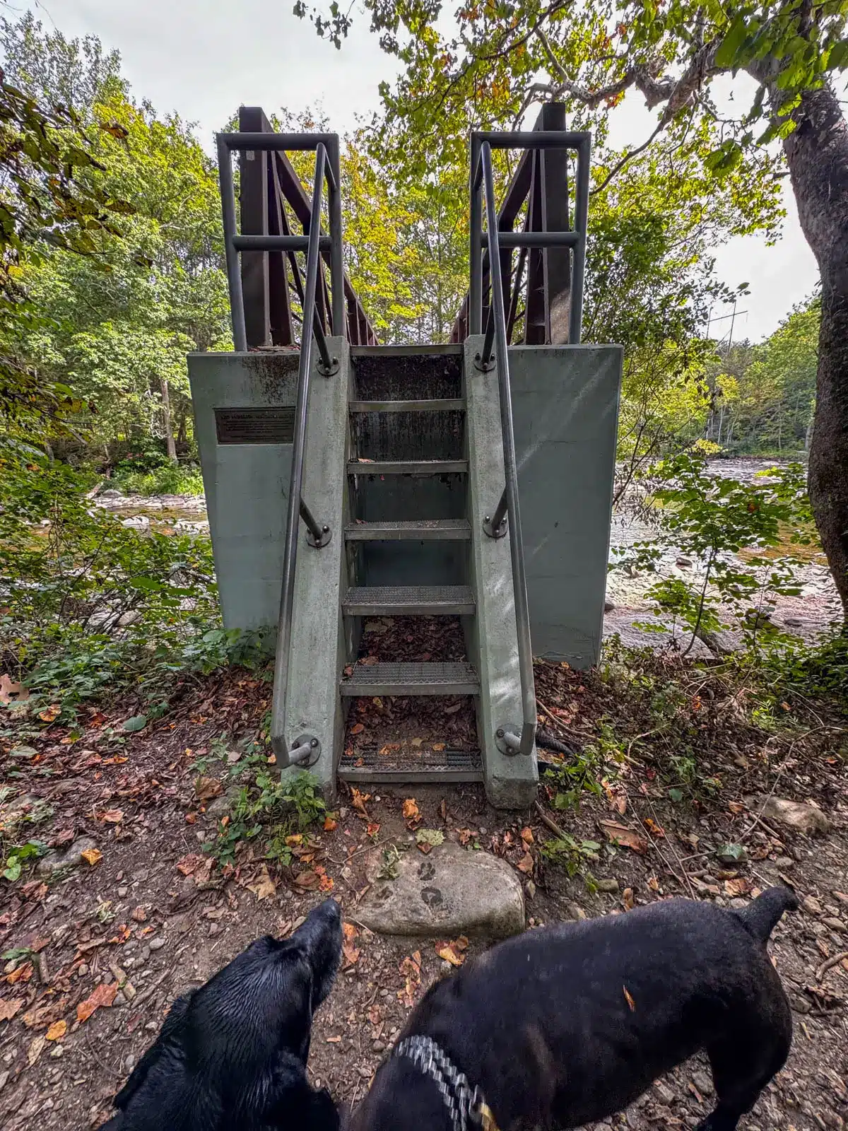 two big black dogs in front of a steel set of stairs.