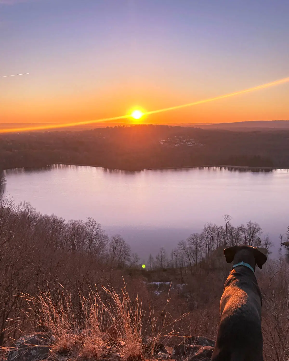 black dog looking out from view at golden sun coming up over hill in distance and light blue pond below at ragged mountain in connecticut.