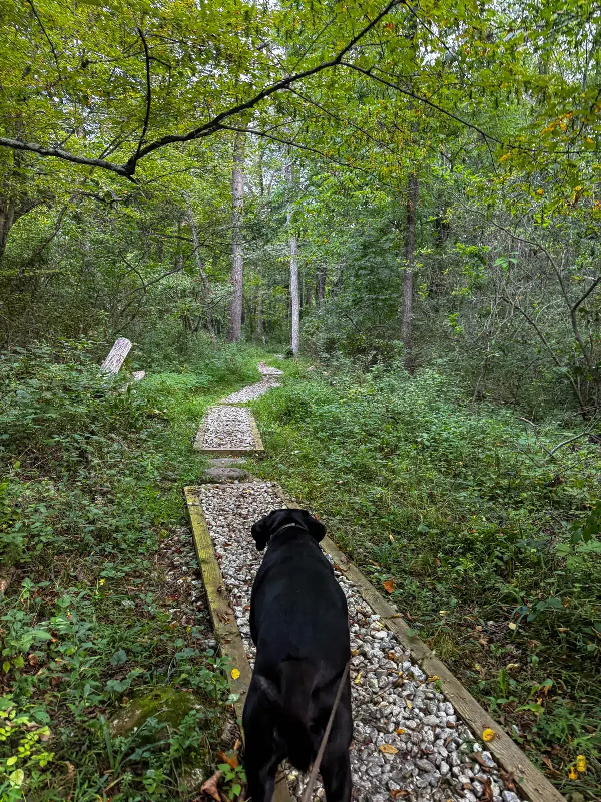 black dog on leash hiking on a dirt trail in summer with green leaves along the trail.
