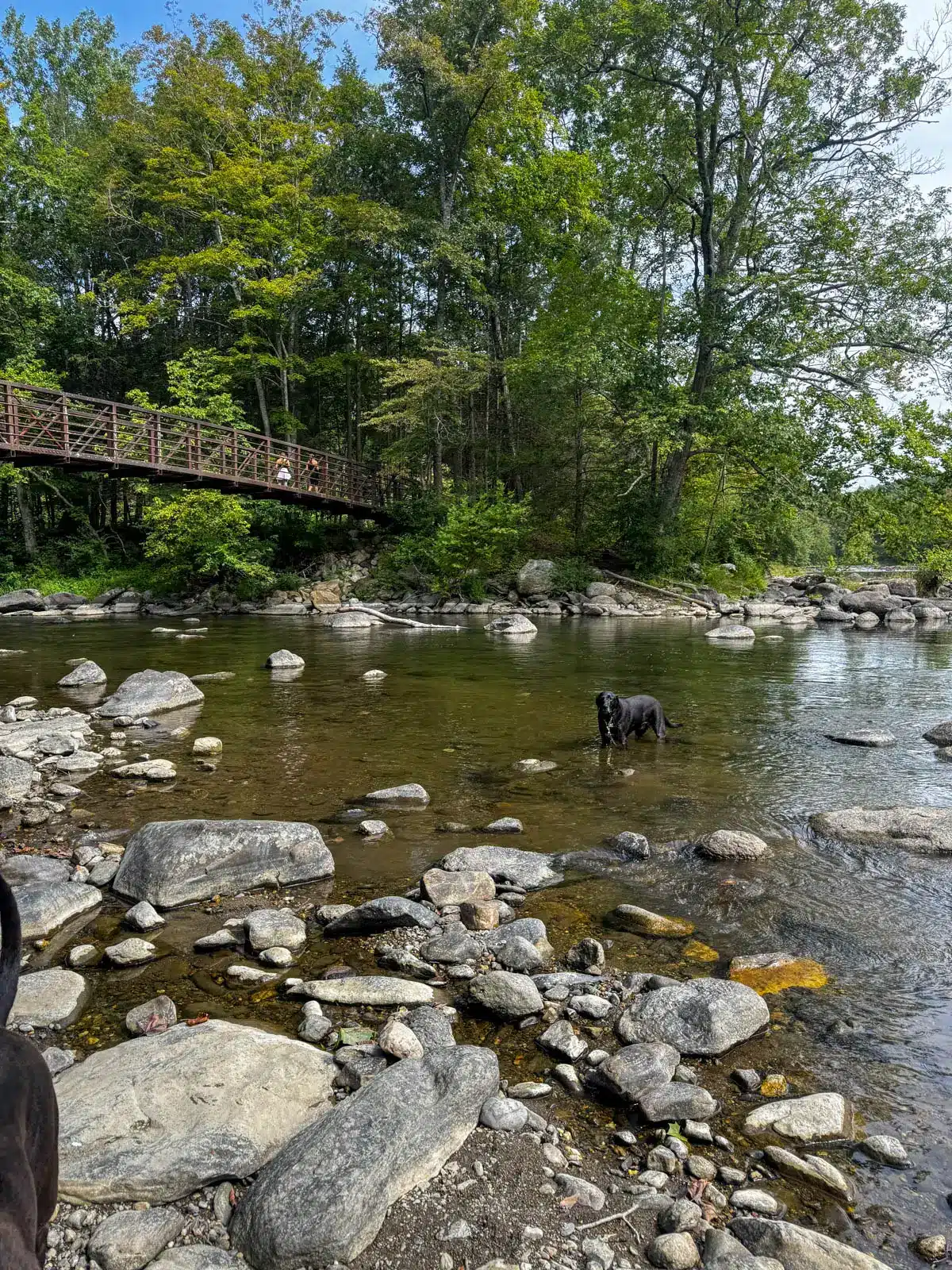 large rocks in the housatonic river surrounded by green trees along the river on the appalachian trail in connecticut.