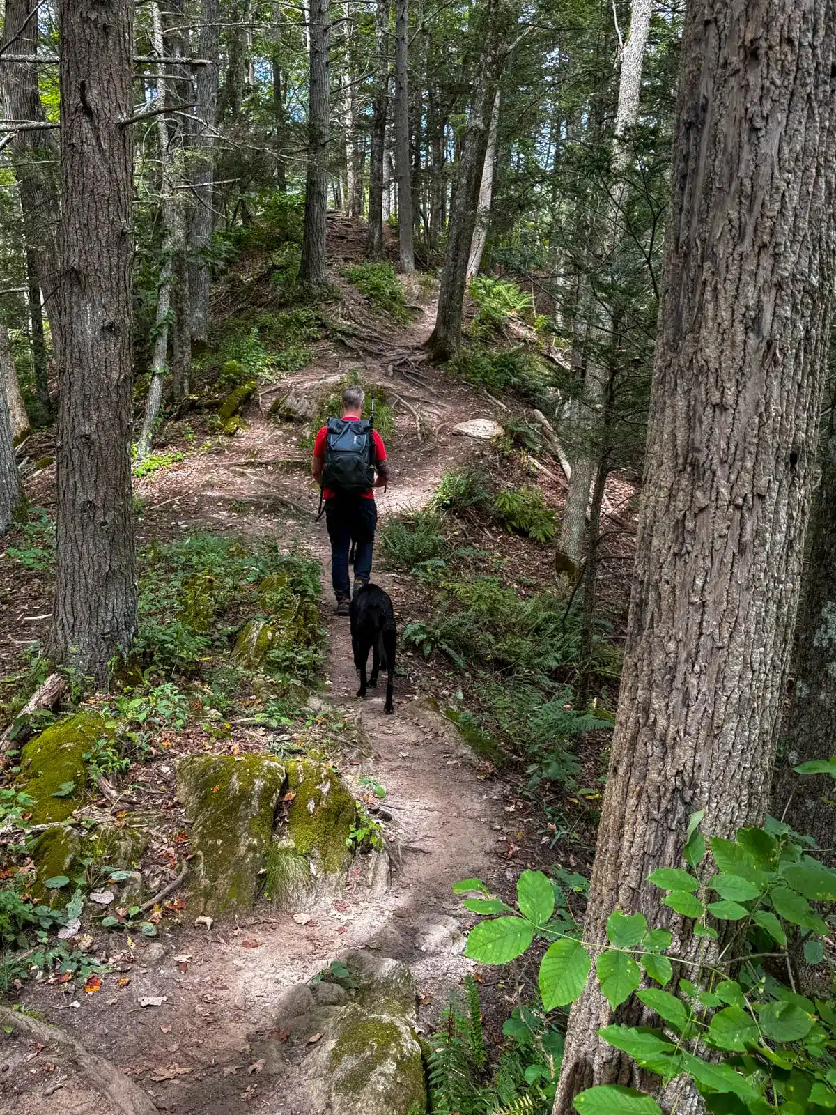 back of man in red t-shirt wearing a backpack walking on a dirt path on the appalachian trail with black dog walking behind him.