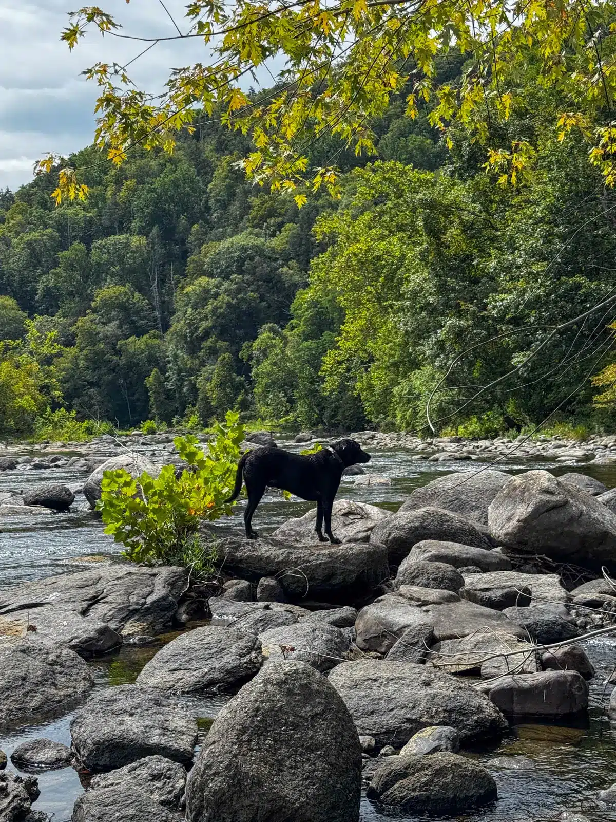 black dog standing on rocks in the housatonic river surrounded by green trees along the river.
