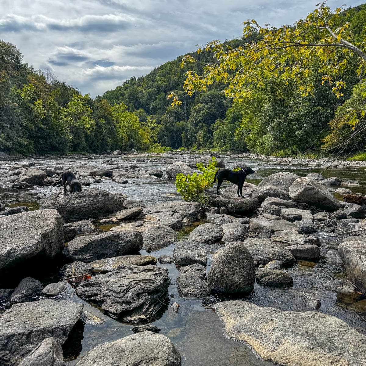 black dog standing on rocks in the housatonic river surrounded by green trees along the river.