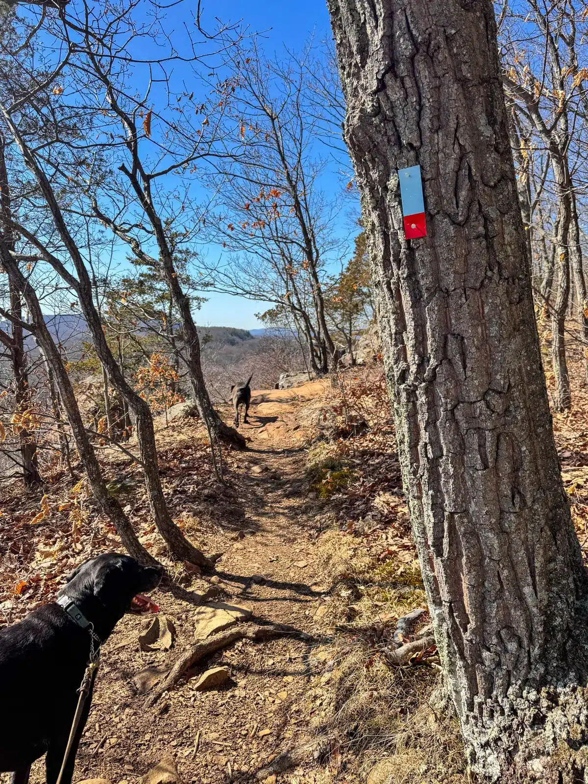 brown trail with red and blue blaze on a tree.