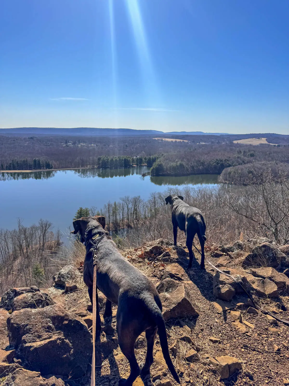 big brown dog and black dog on a peak overlooking blue pond at ragged mountain in early spring with leafless trees in distance and clear blue sky above.