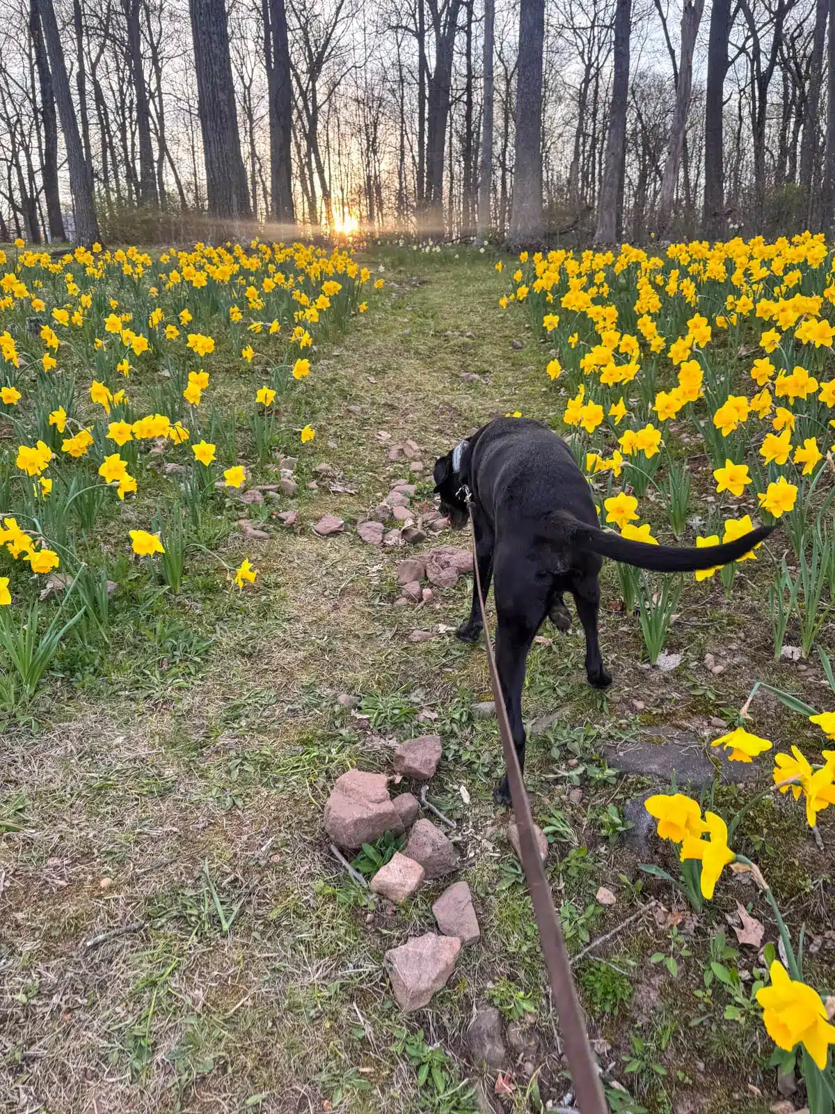 black dog walking on dirt path through bright yellow daffodils in green grass with bright sun shining in background at hubbard park in connecticut.