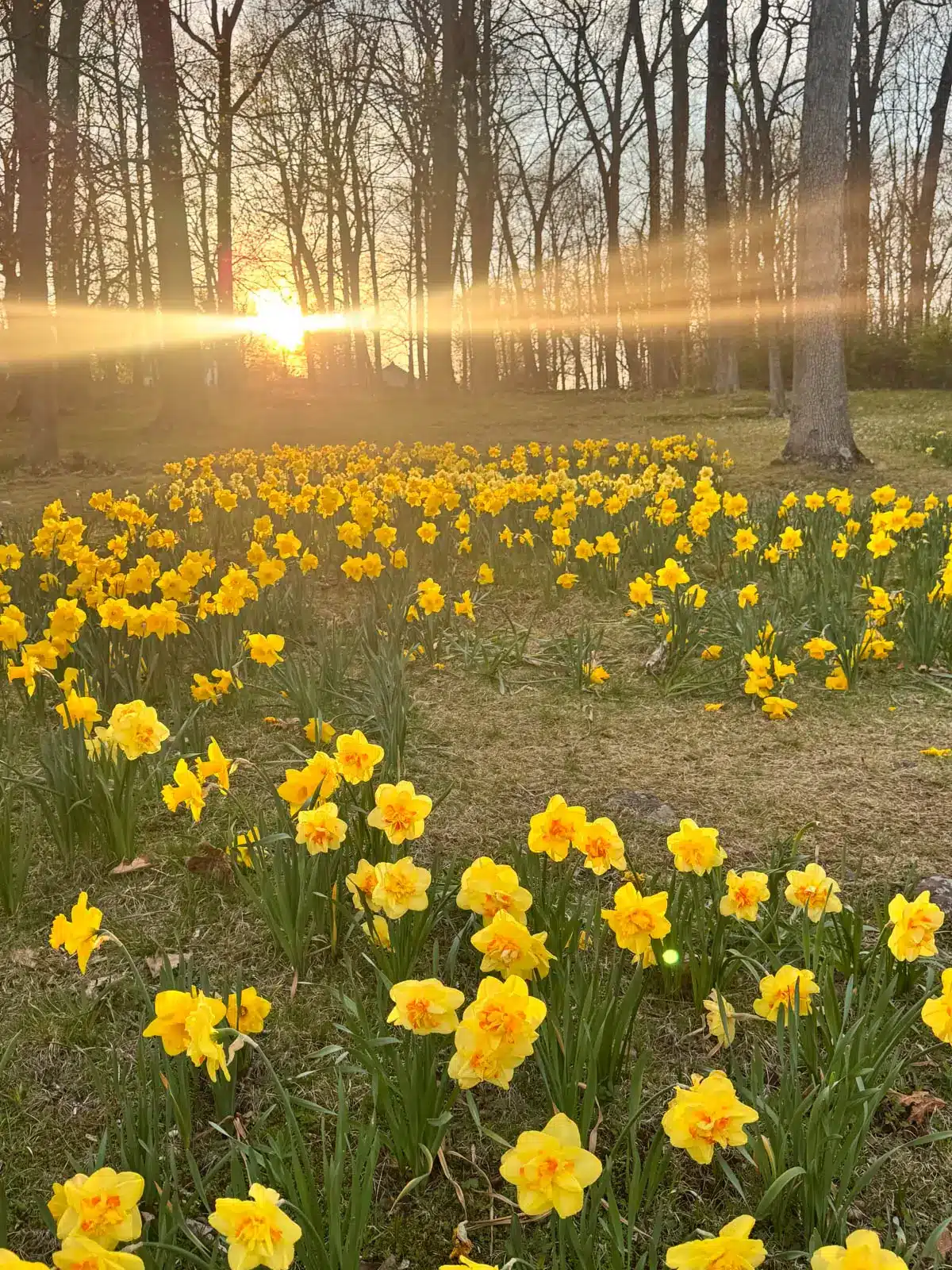 bright yellow daffodils in green grass with bright sun shining in background at hubbard park in connecticut.