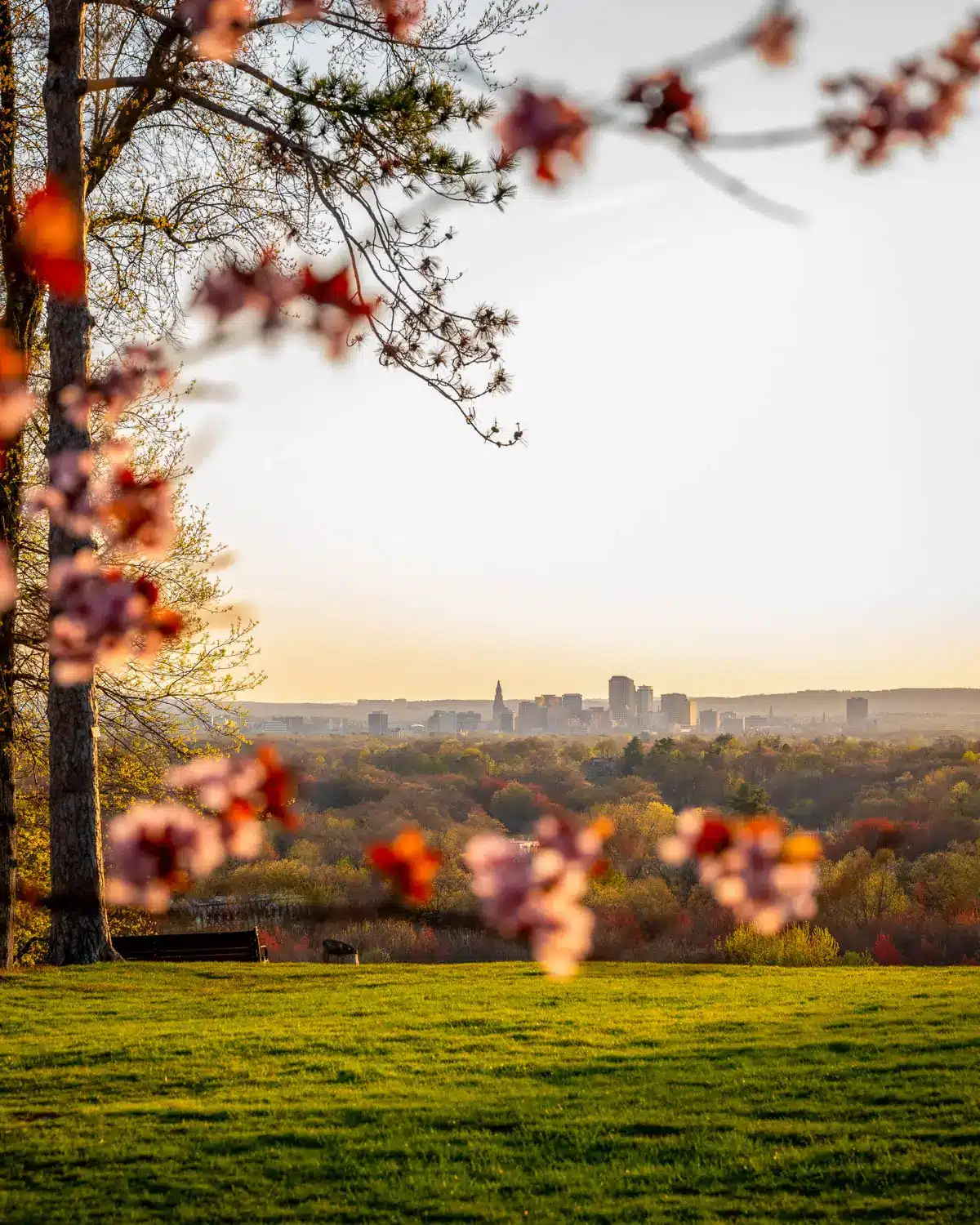 golden sky behind pink cherry blossom trees in vernon connecticut with hartford skyline in distance.