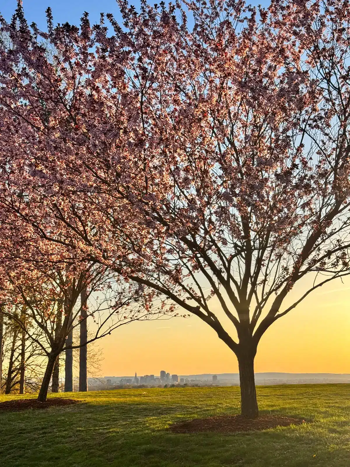 golden sky behind pink cherry blossom trees in vernon connecticut.