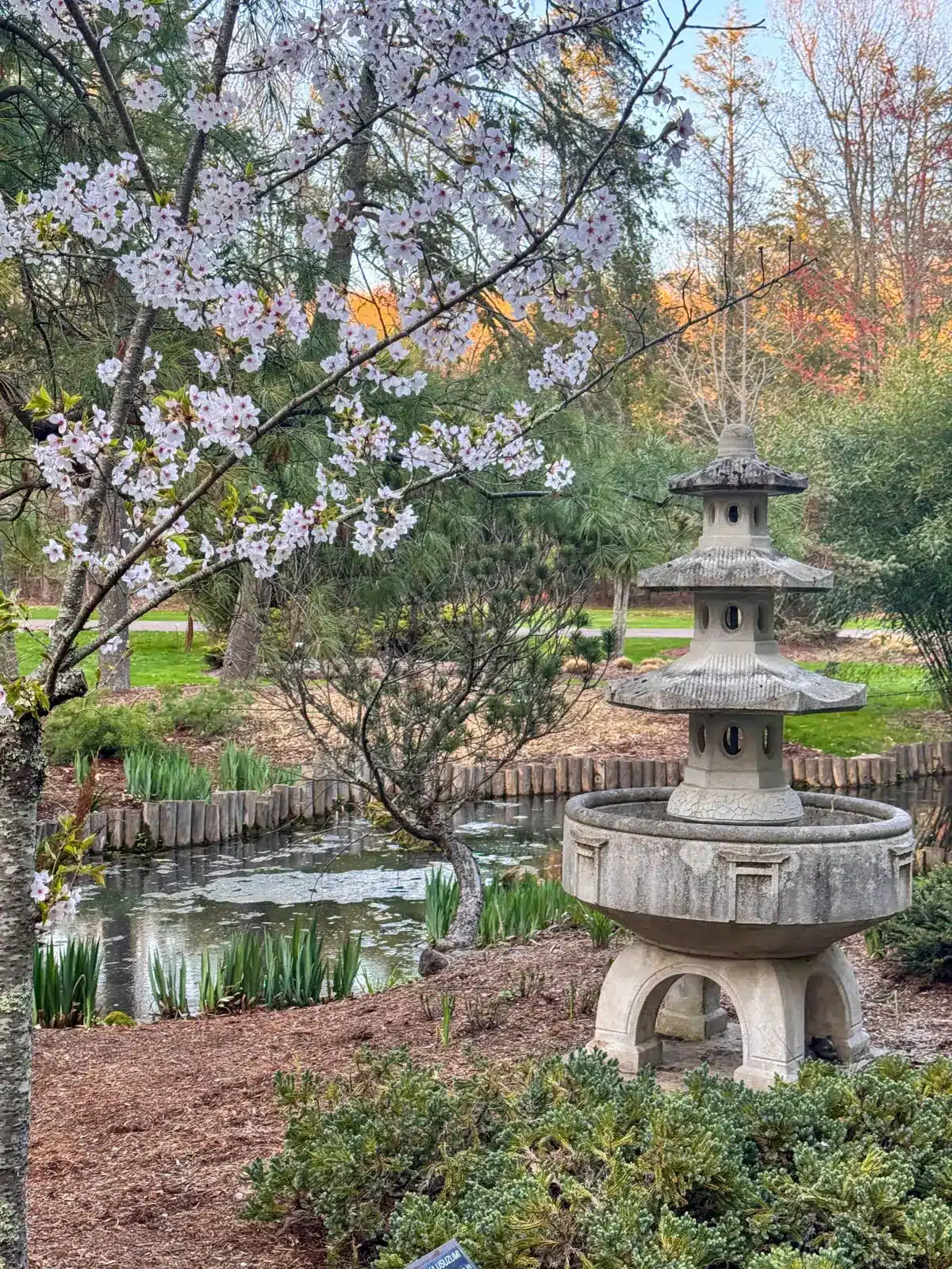 cherry blossom tree at wickham park in connecticut.