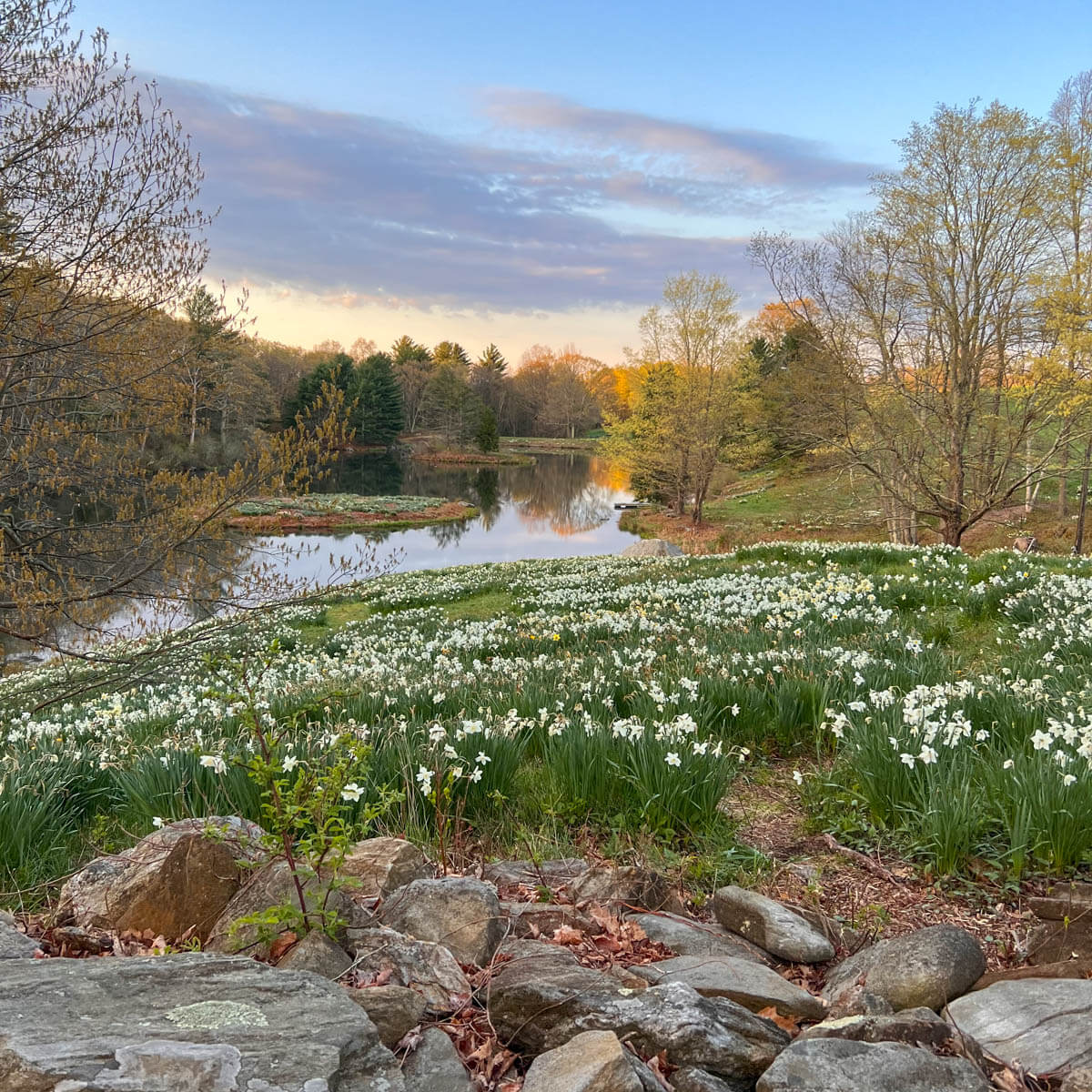 a hill and field of daffodils lined with a stone wall in front and a glistening pond in the distance in litchfield connecticut.