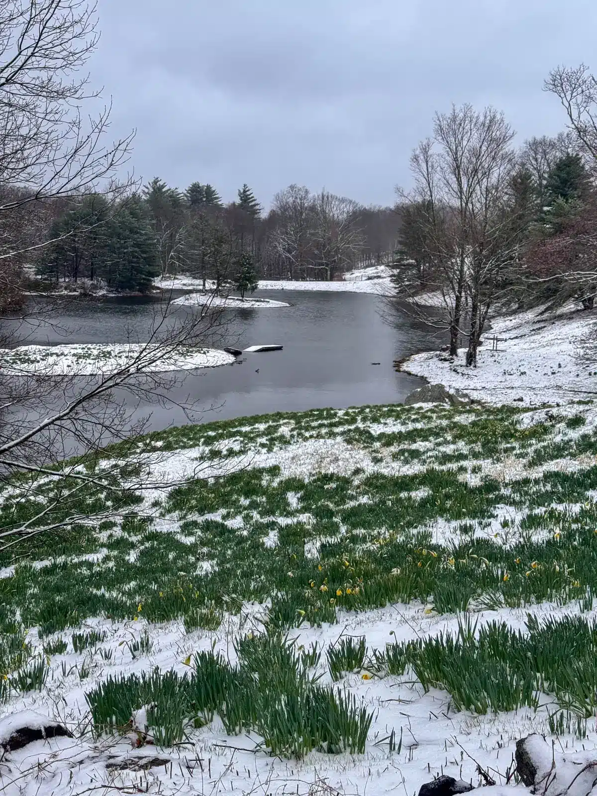 laurel ridge daffodil field dusted with white snow in april and green daffodils popping up on the field.