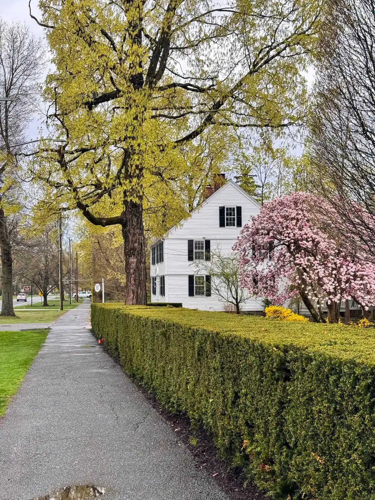 sidewalk with white colonial and bright yellow blooms and pink as well on a spring day in downtown litchfield.