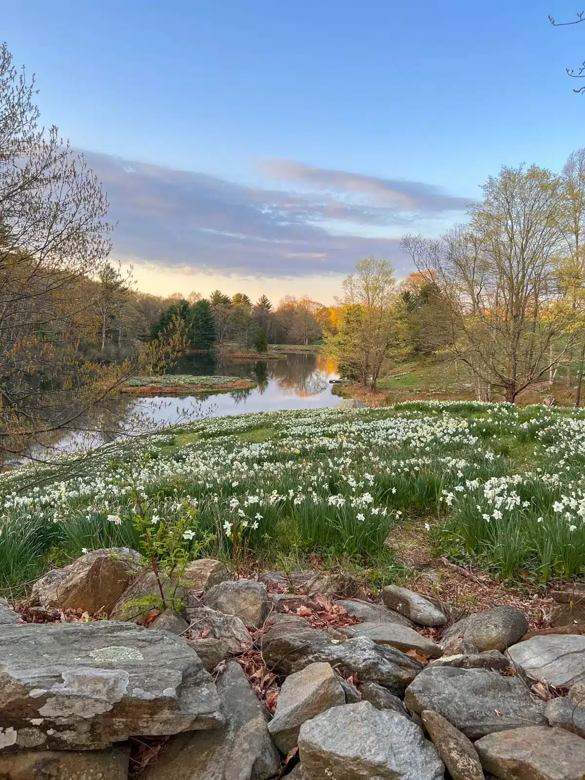 a hill and field of daffodils lined with a stone wall in front and a glistening pond in the distance in litchfield connecticut.