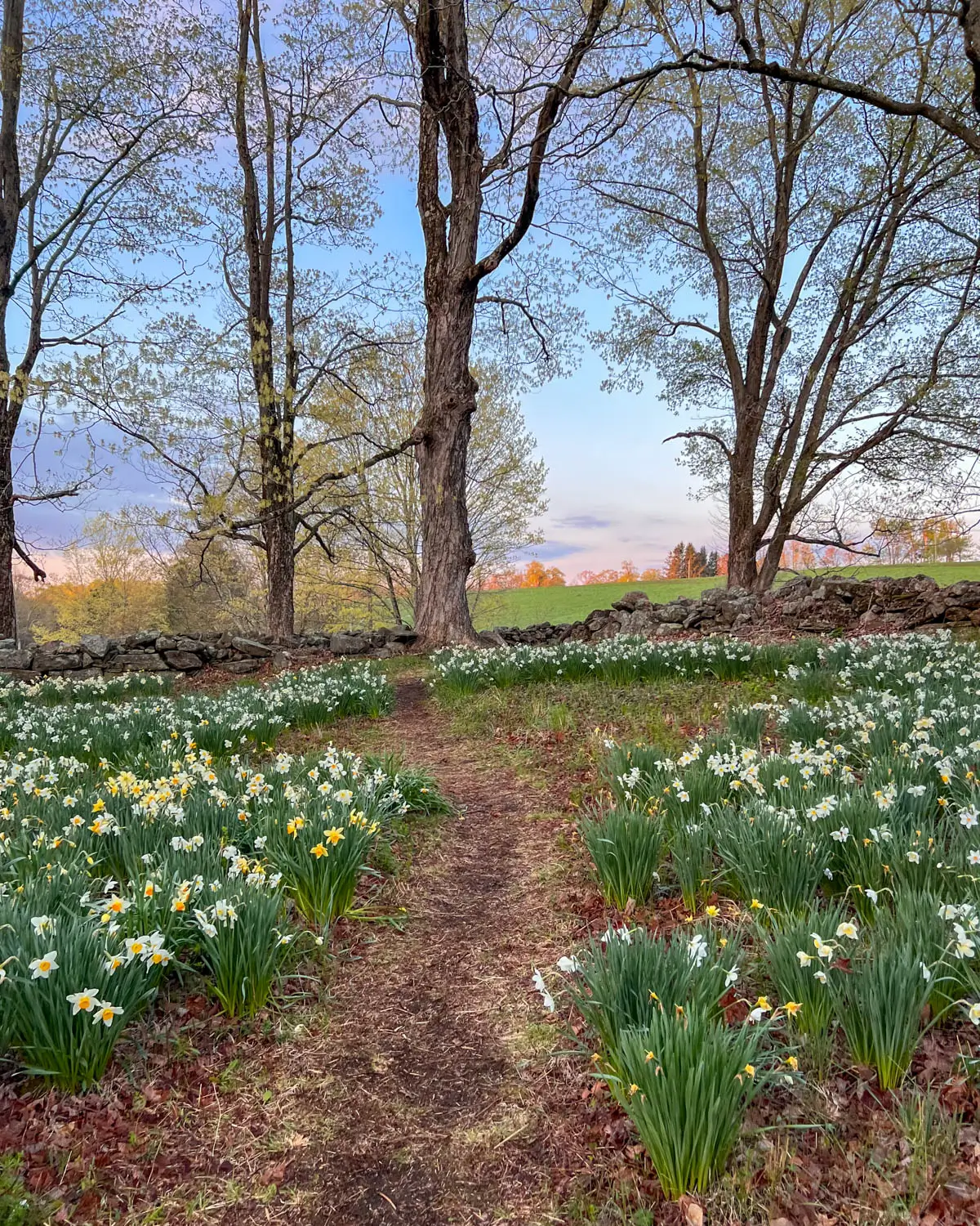 narrow dirt path winding through a hilly field of bright green grass and yellow and white daffodils at northfield daffodil field in litchfield connecticut.