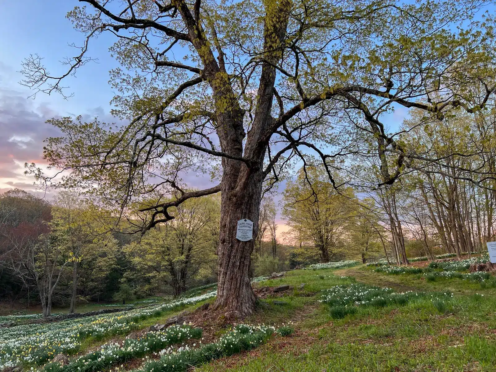 narrow dirt path winding through a hilly field of bright green grass and yellow and white daffodils at northfield daffodil field in litchfield connecticut.