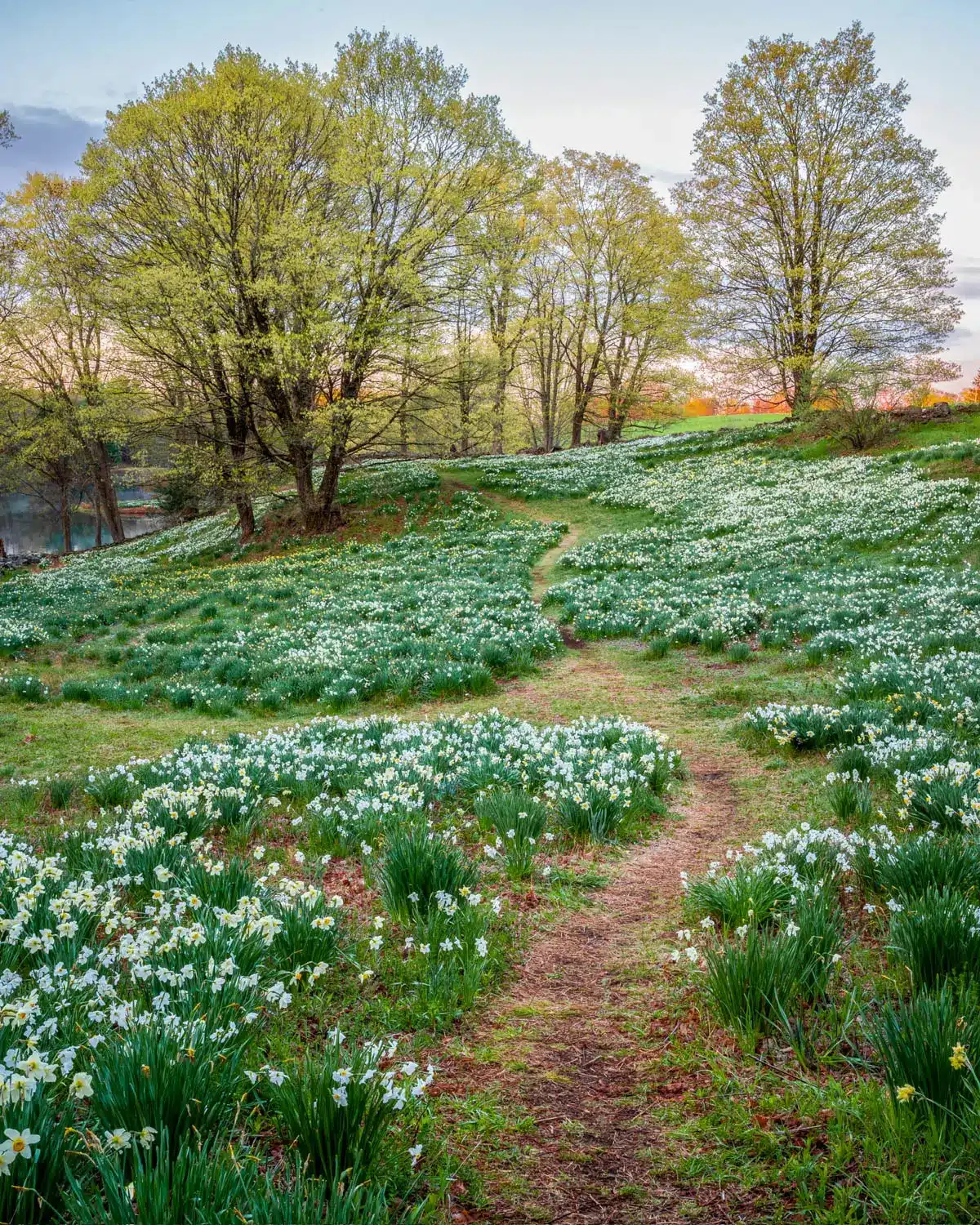 narrow dirt path winding through a hilly field of bright green grass and yellow and white daffodils at laurel ridge daffodil field in litchfield connecticut.