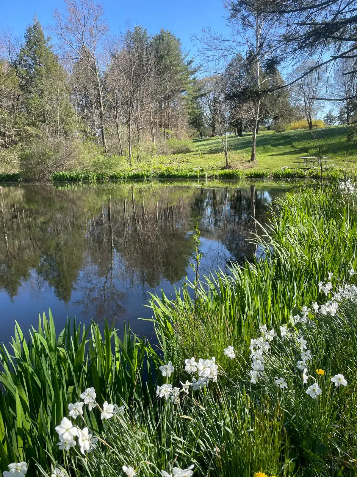 green grass and path along blue pond at topsmead state forest in litchfield connecticut with white daffodils along the pond grass.