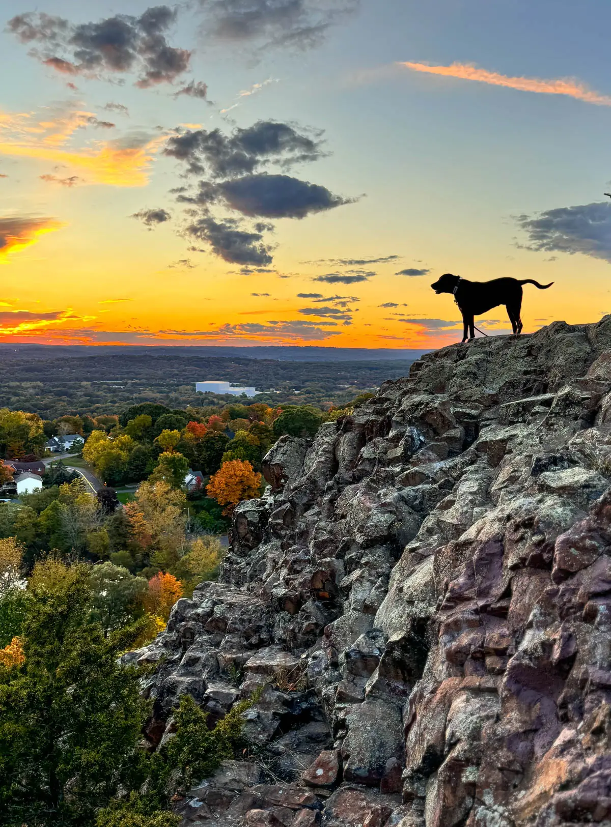 silhouette of black dog on cliff edge with green and autumn colored trees below and orange and yellow glow in sky.