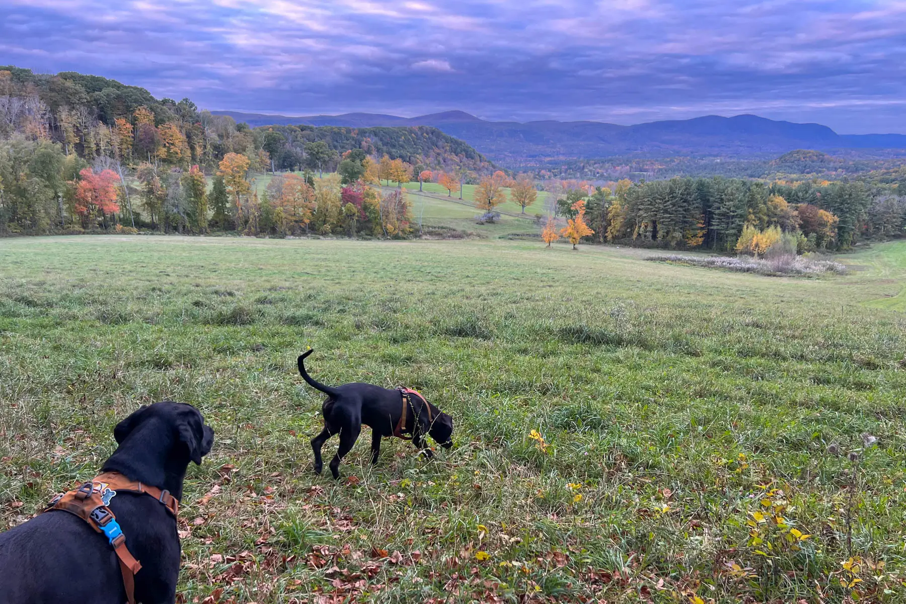black dog in green grass with rolling mountains in distance and soft pink pastel sunset sky.