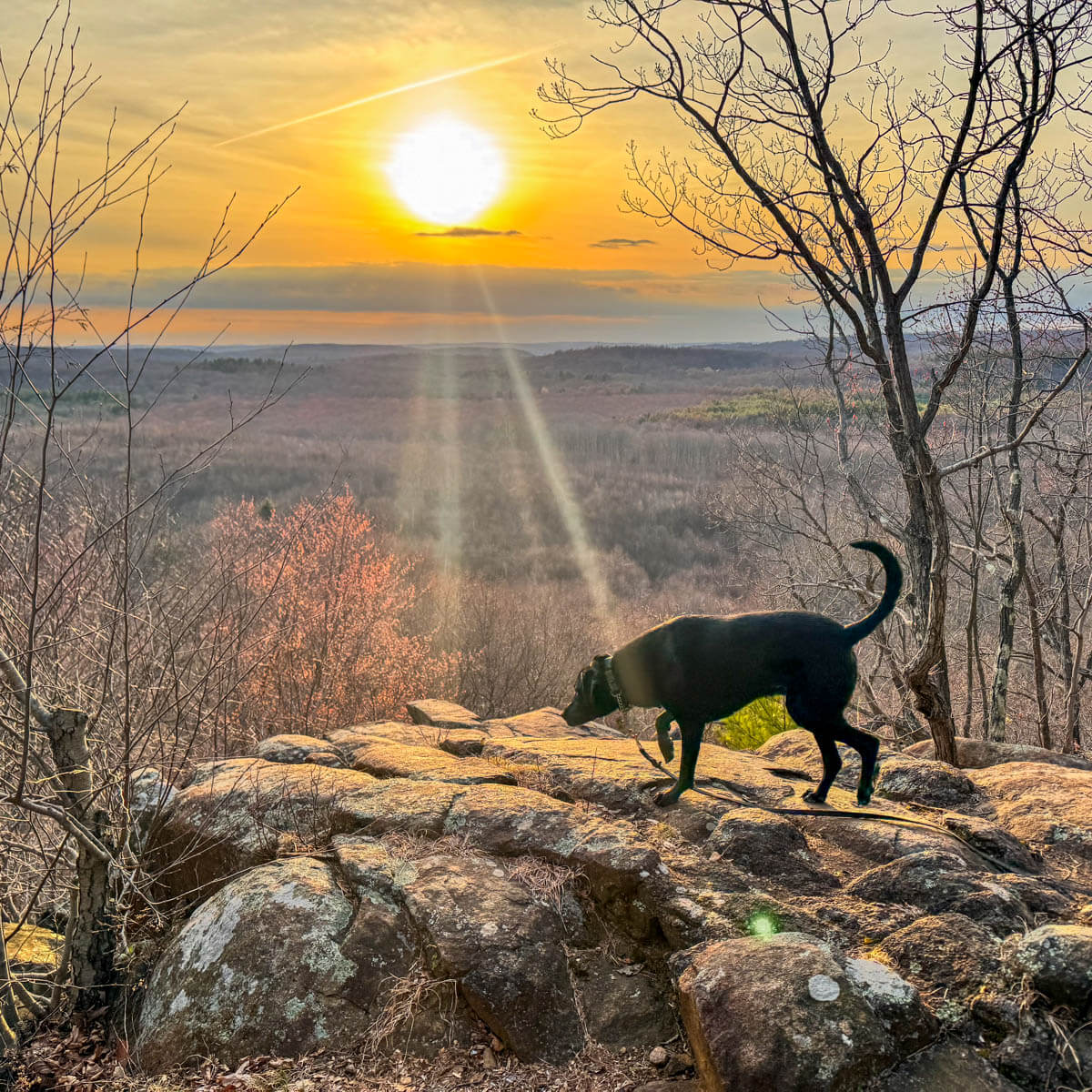 sunset view from top of hike in connecticut with golden sun setting and black dog on cliff ledge.