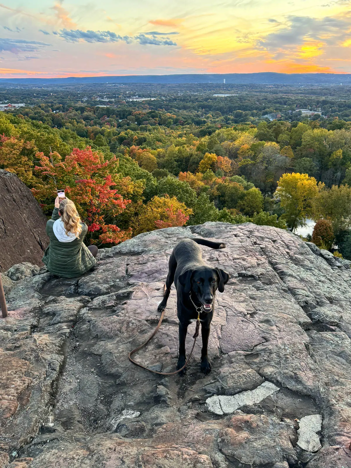black dog on cliff edge with green and autumn colored trees below and orange and yellow glow in sky.